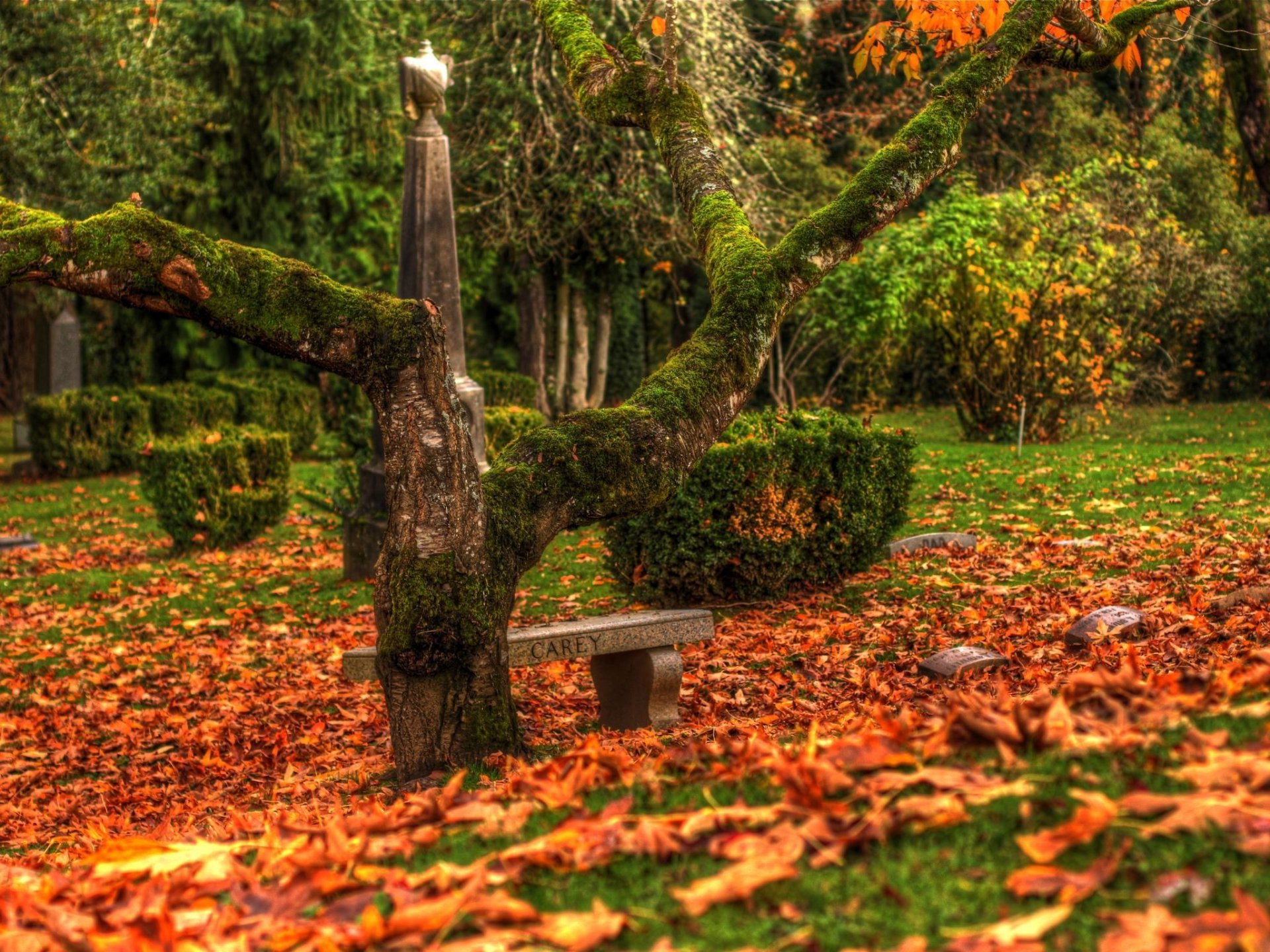 árbol hojas otoño cementerio monumentos