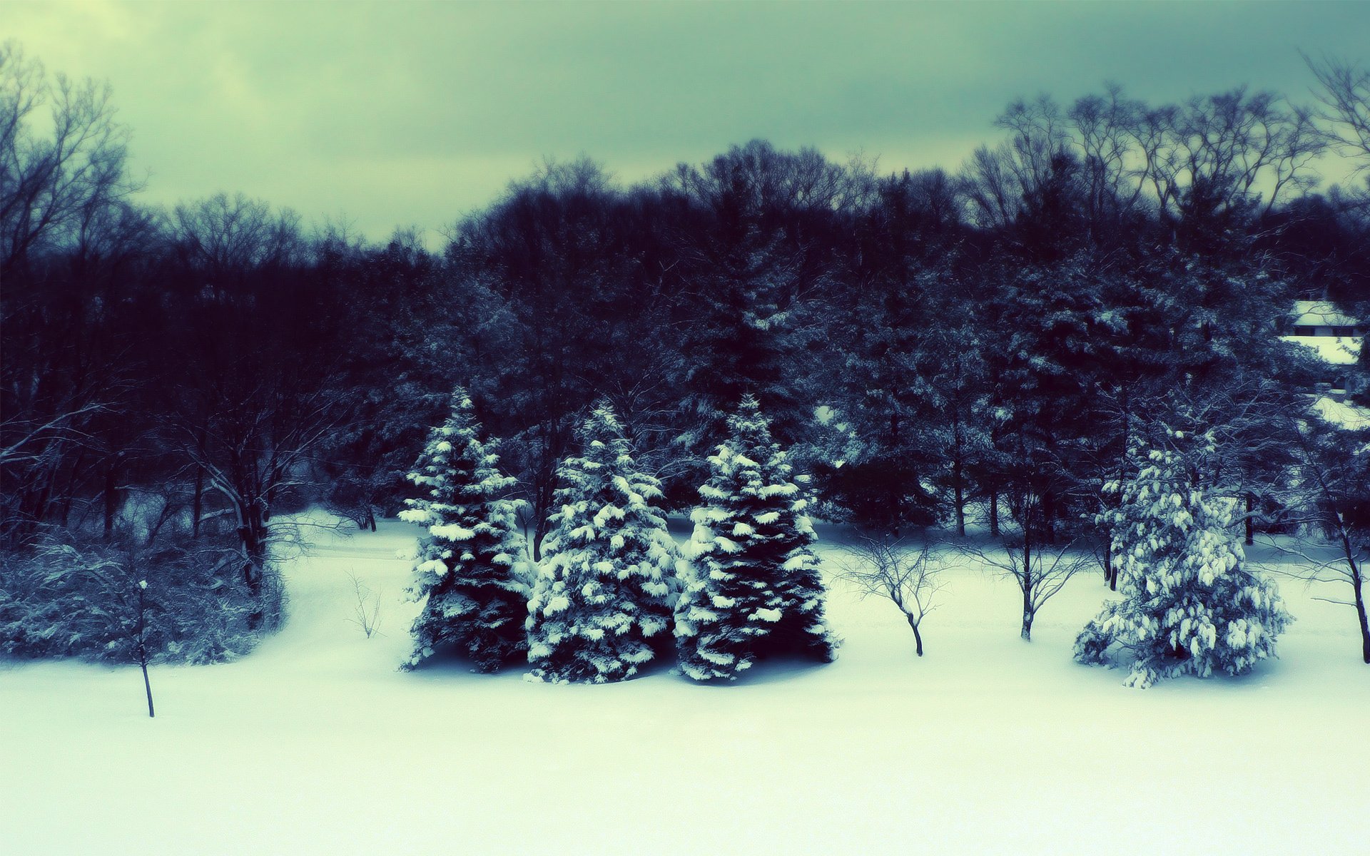 winter forest