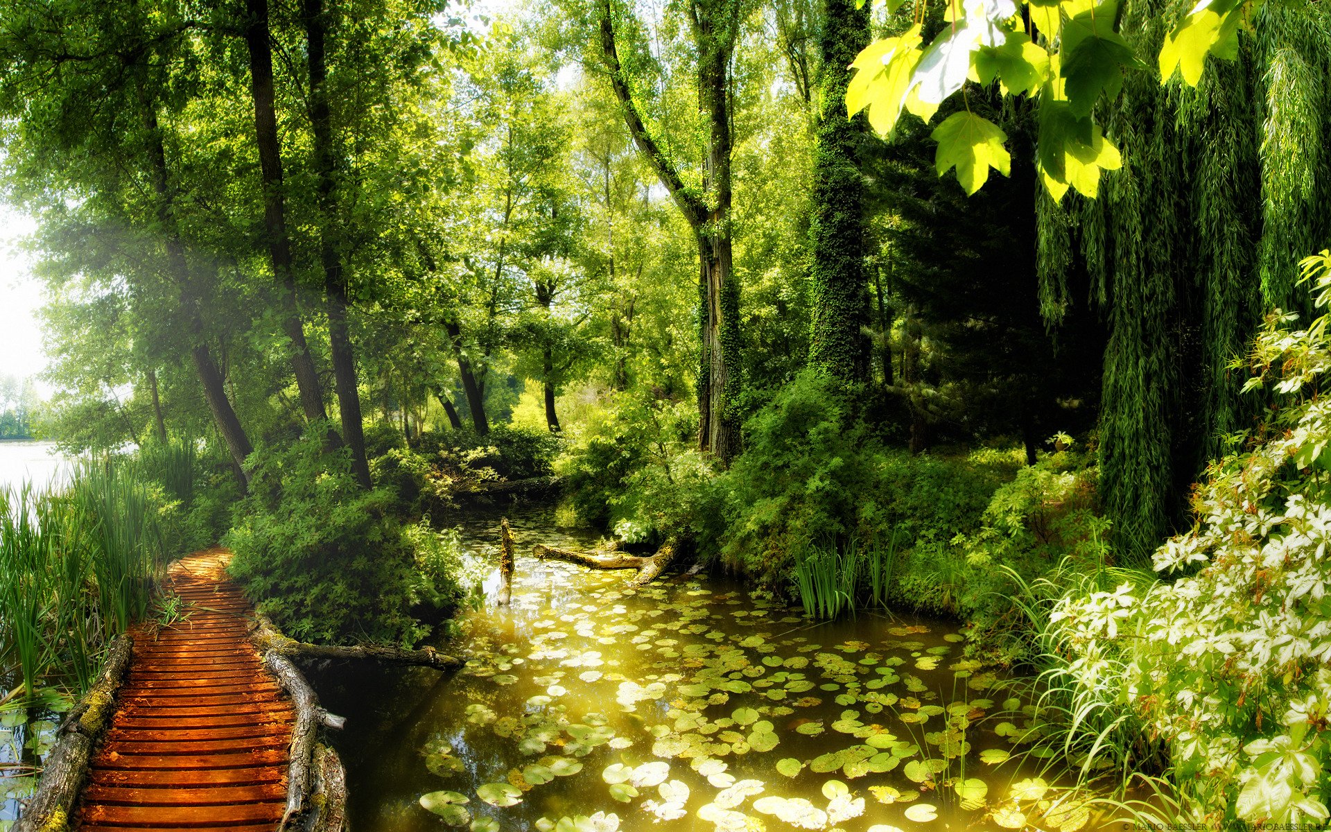 les.tropinka pond lilies beauty