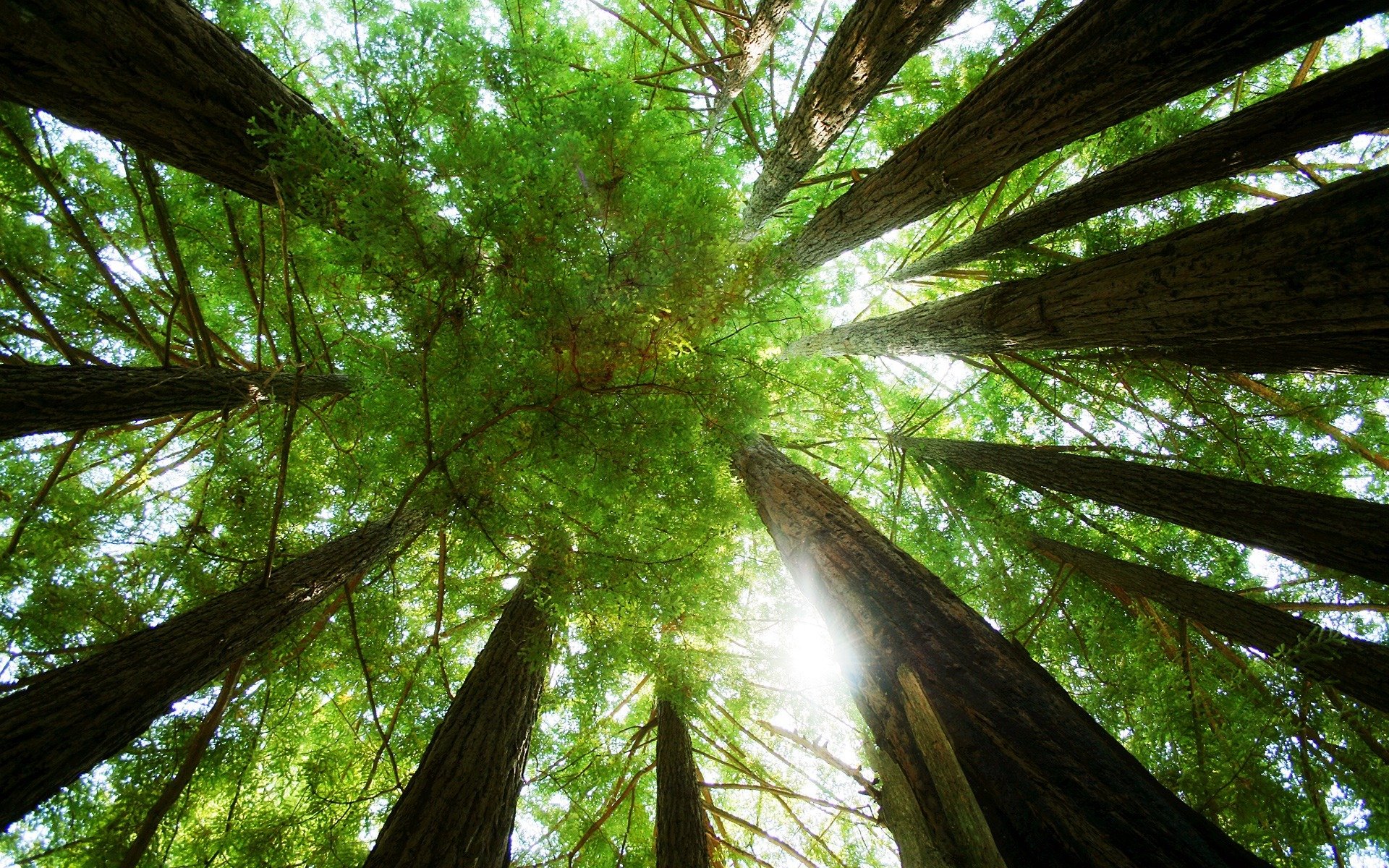 alberi foresta natura