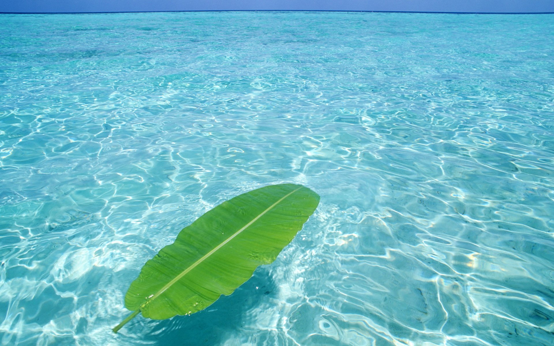 wasser meer blatt sommer