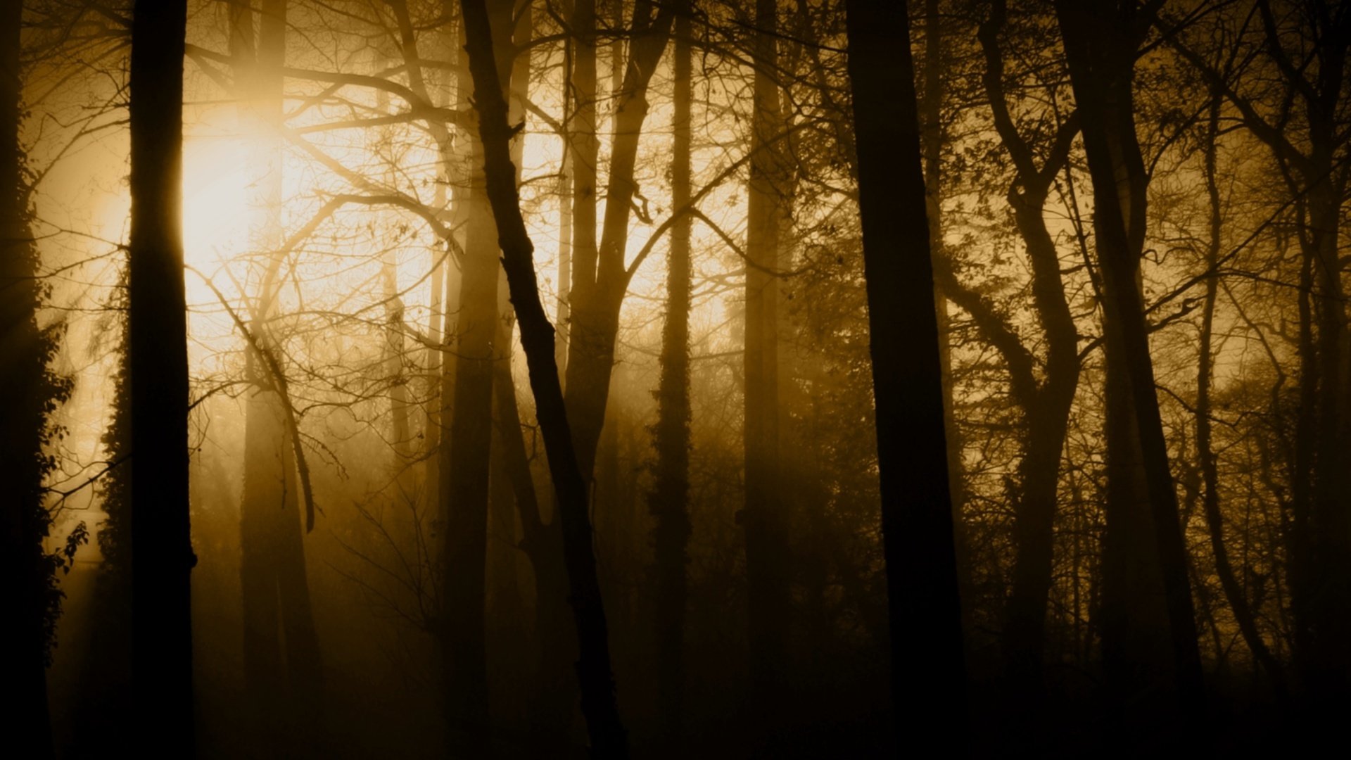 forest fog tree trunks rays light nature