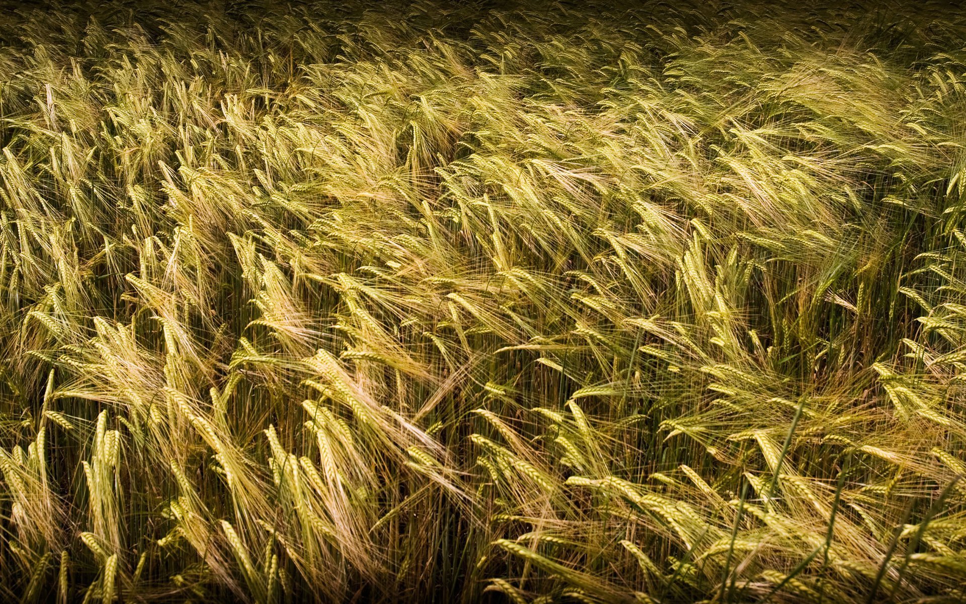 nature herbe champ blé économiseur d écran