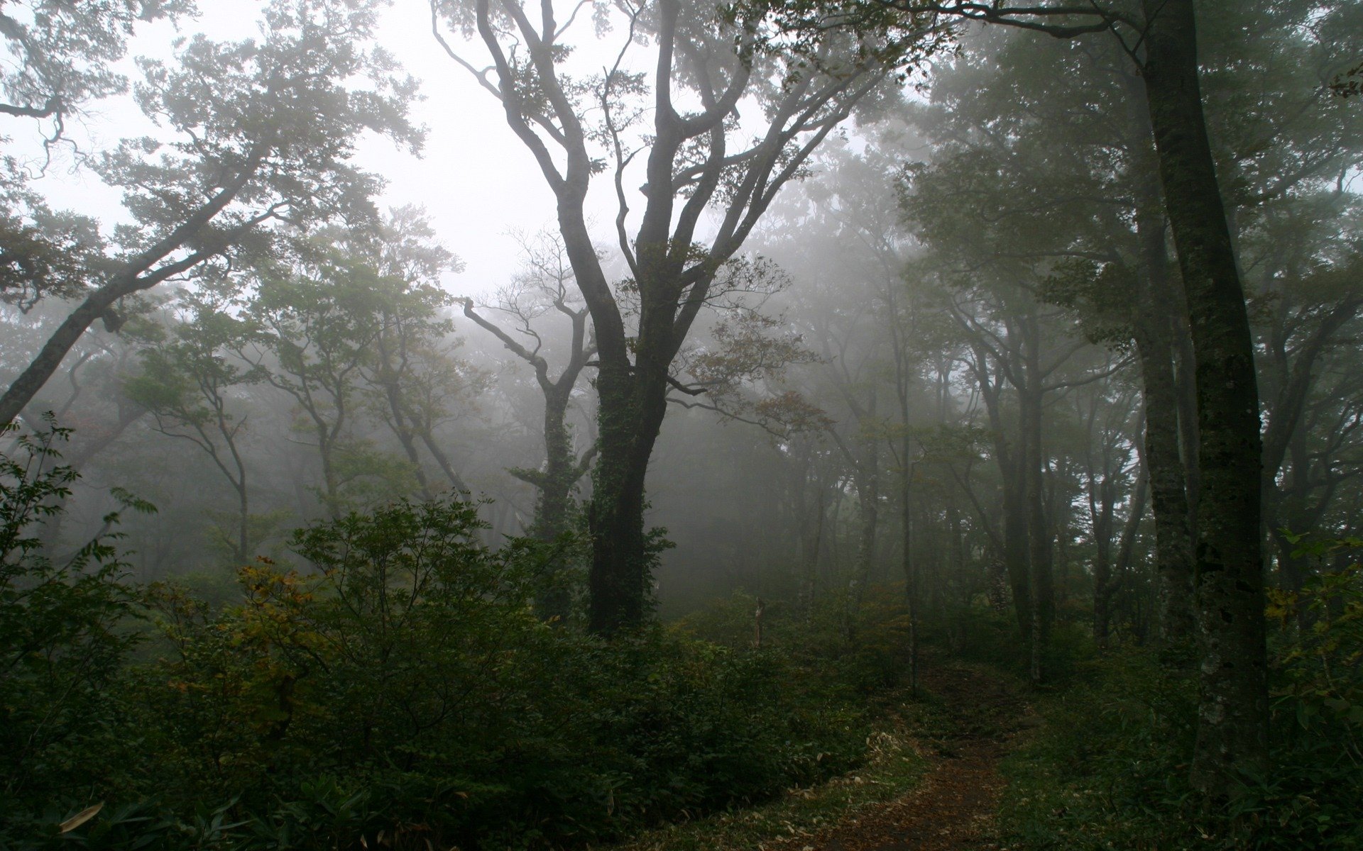 forêt brouillard arbre sentier