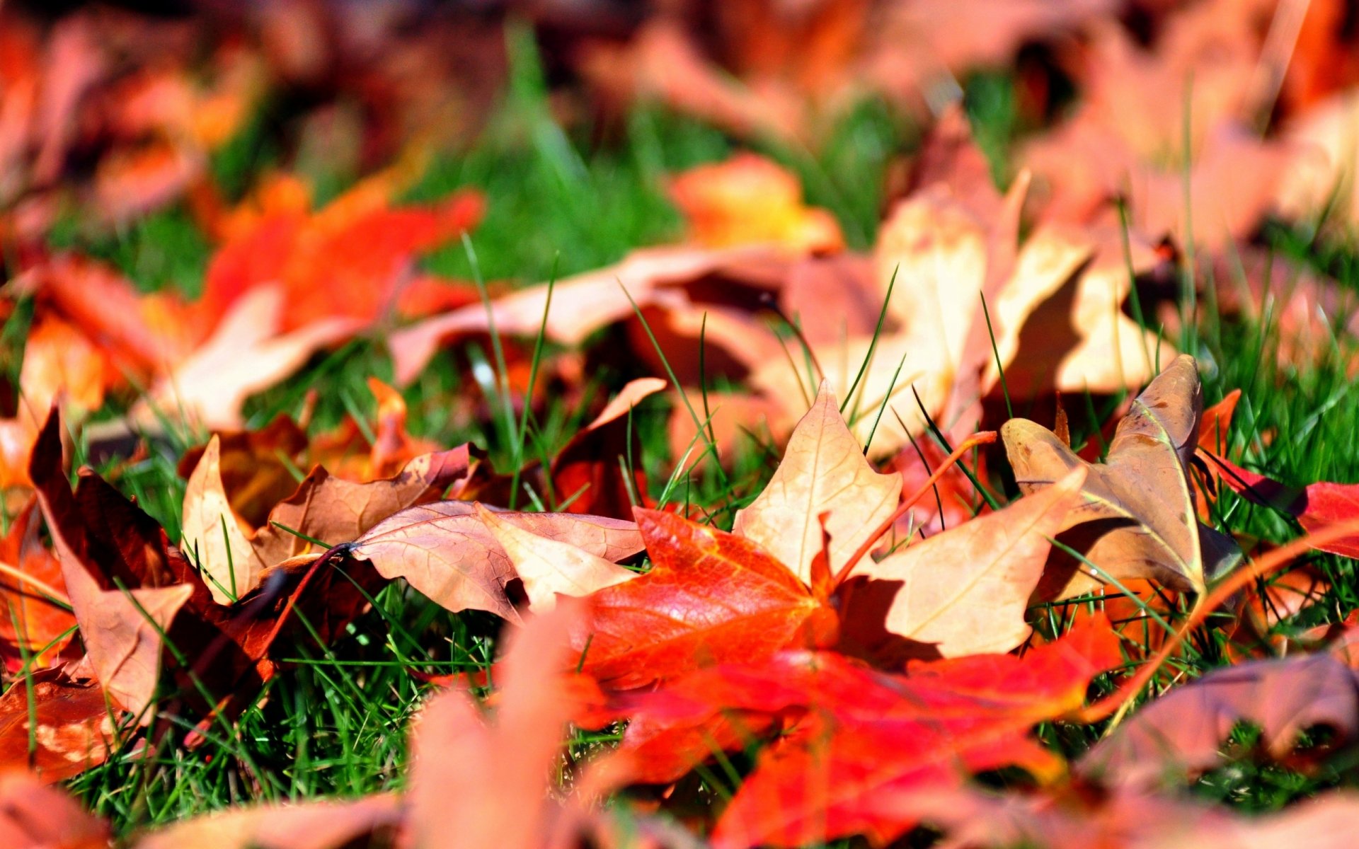 foglie acero autunno erba