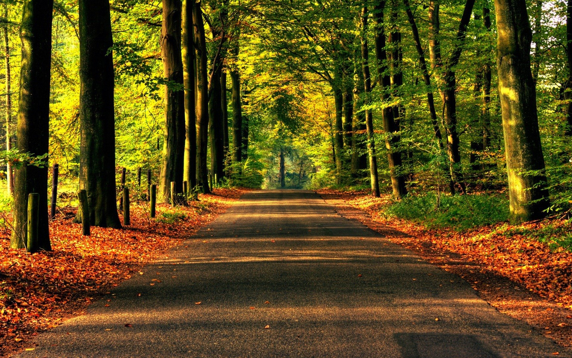 nature road forest tree asphalt