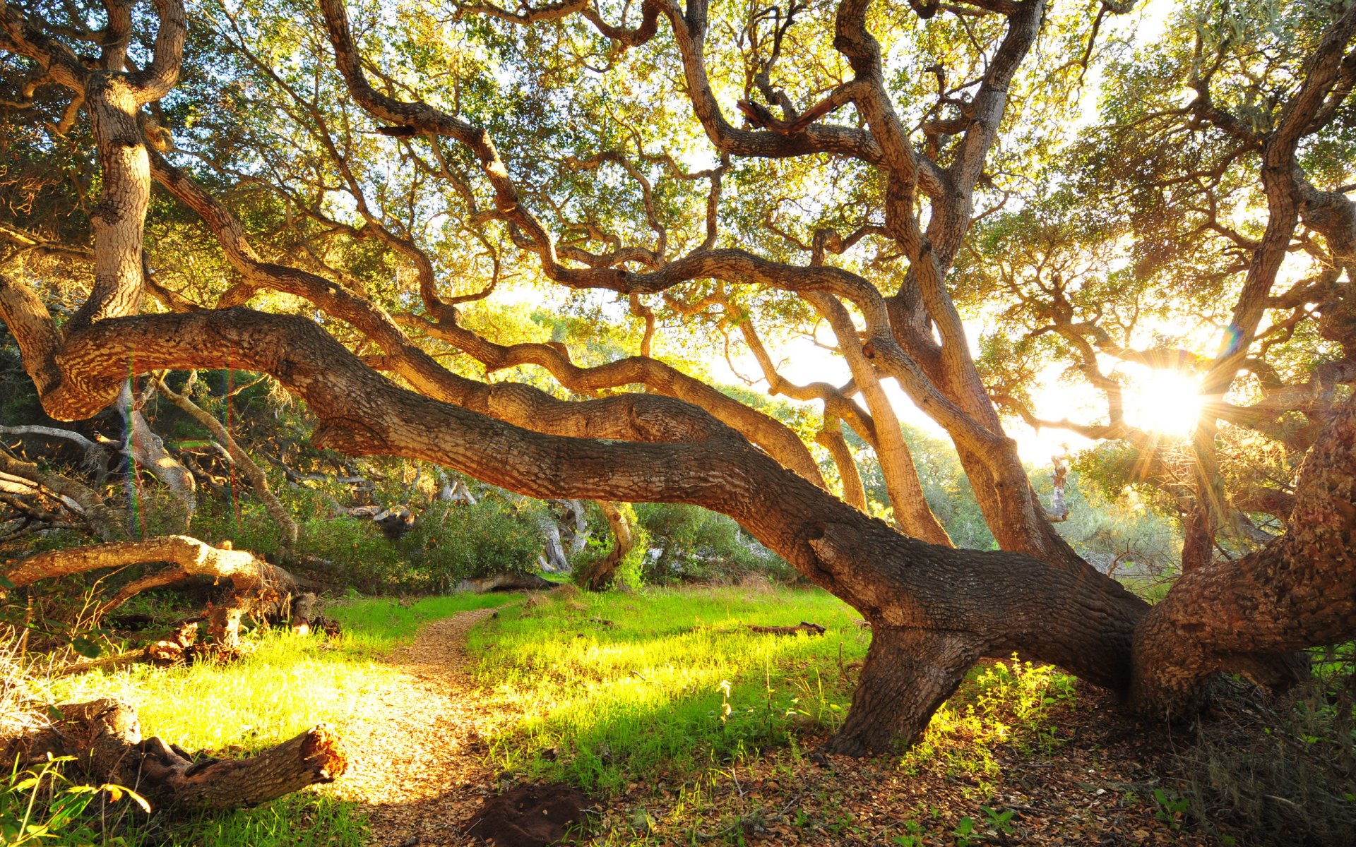 árbol hierba mañana arbustos