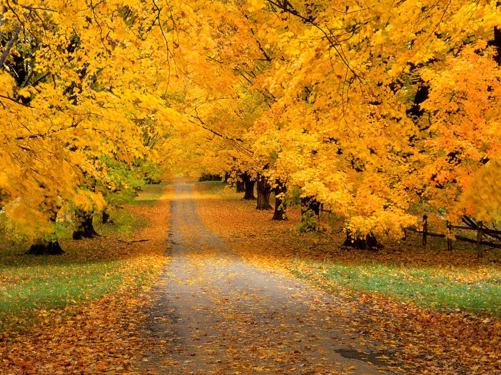 carretera bosque otoño