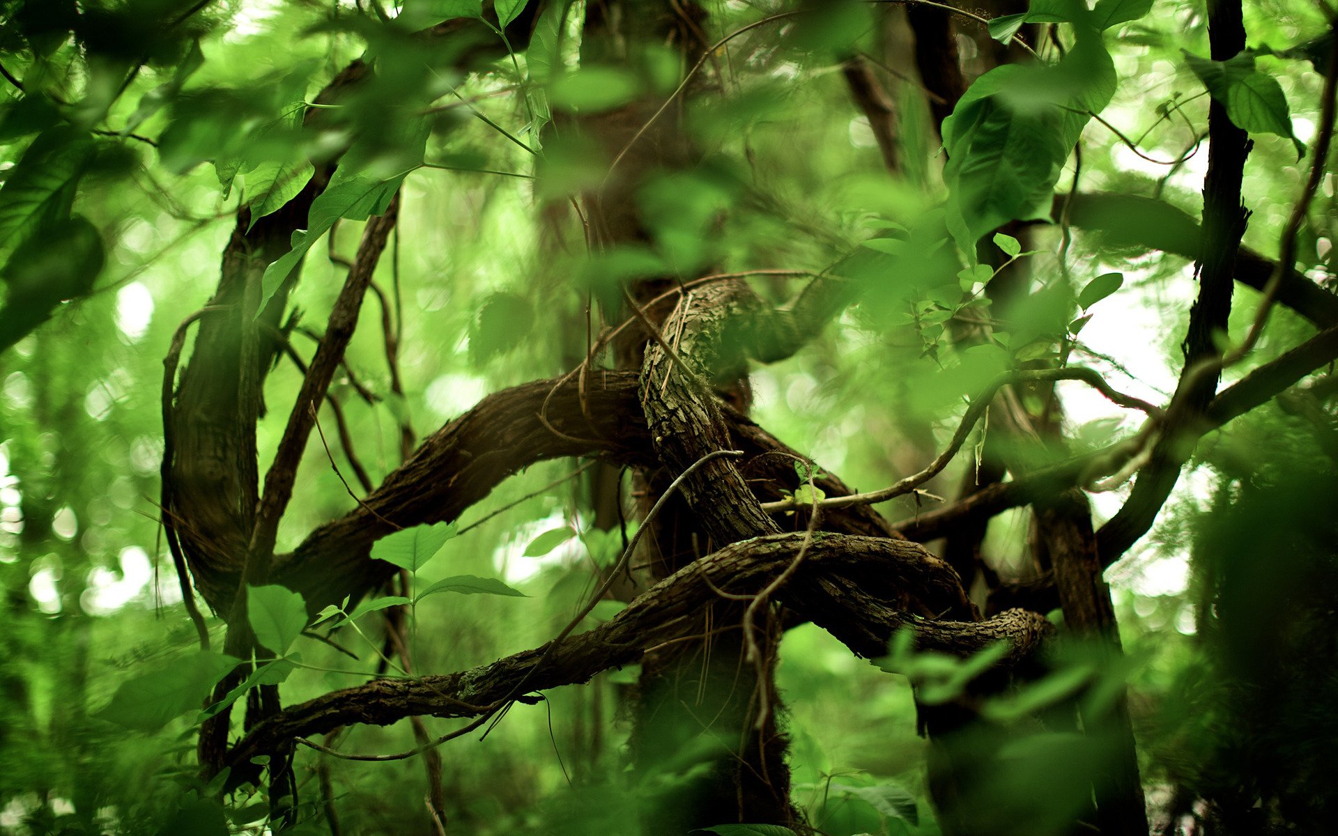 dschungel wald natur park bäume pflanzen laub foto