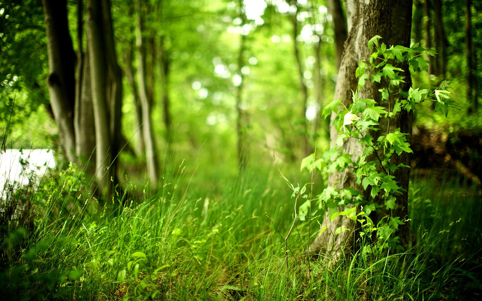 natur wald frische luft sauberkeit bäume pflanzen laub frische gras leben laubbäume grüner wald foto