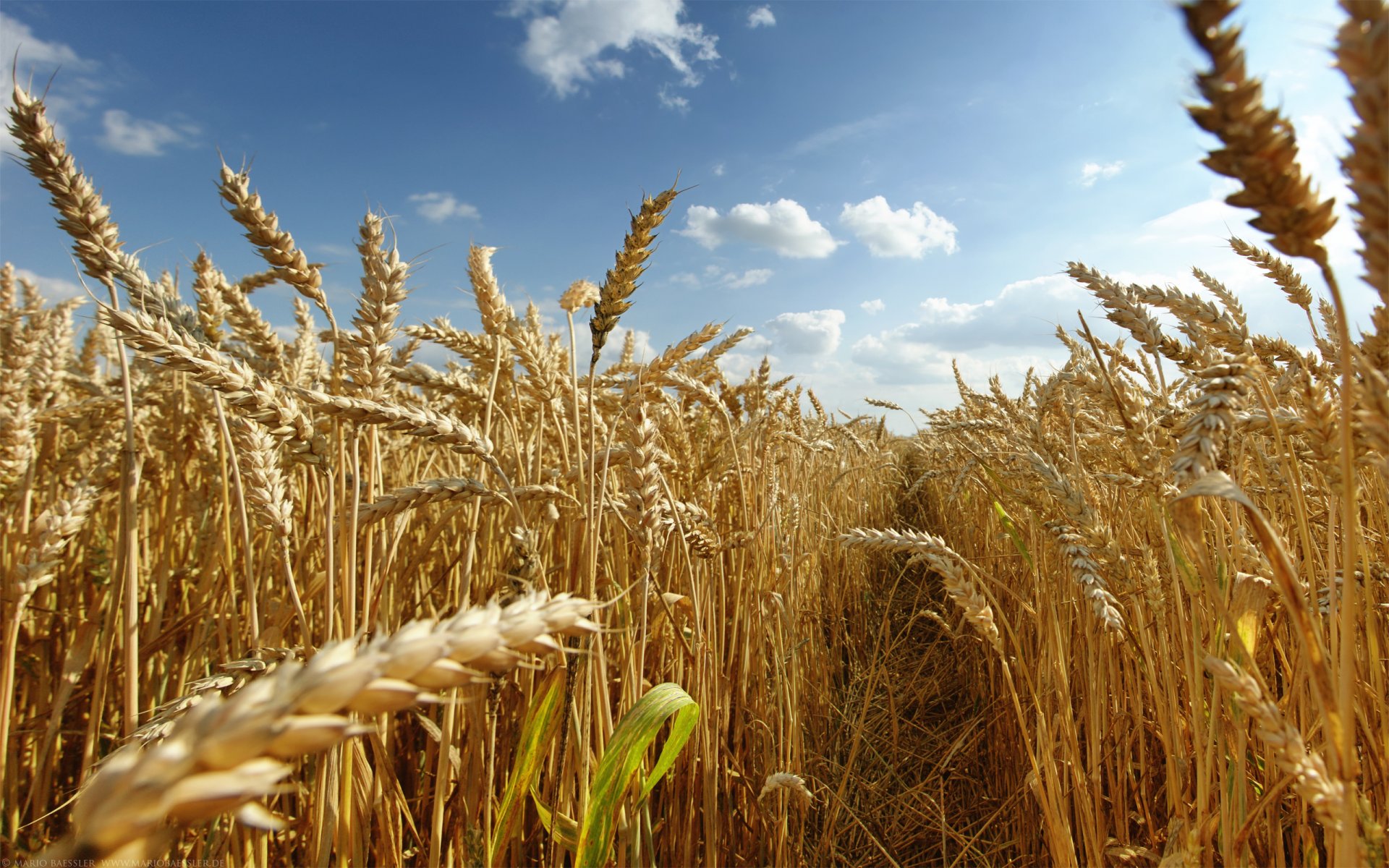 ummer the field crops spikes sun