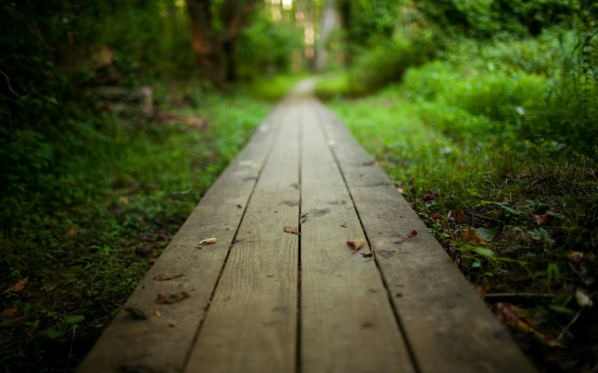 nature paysage planches bois chemin passerelle chemin parc forêt buissons arbres