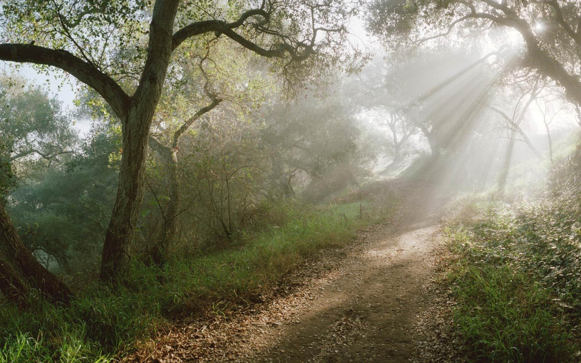 wald fußweg strahlen sonne