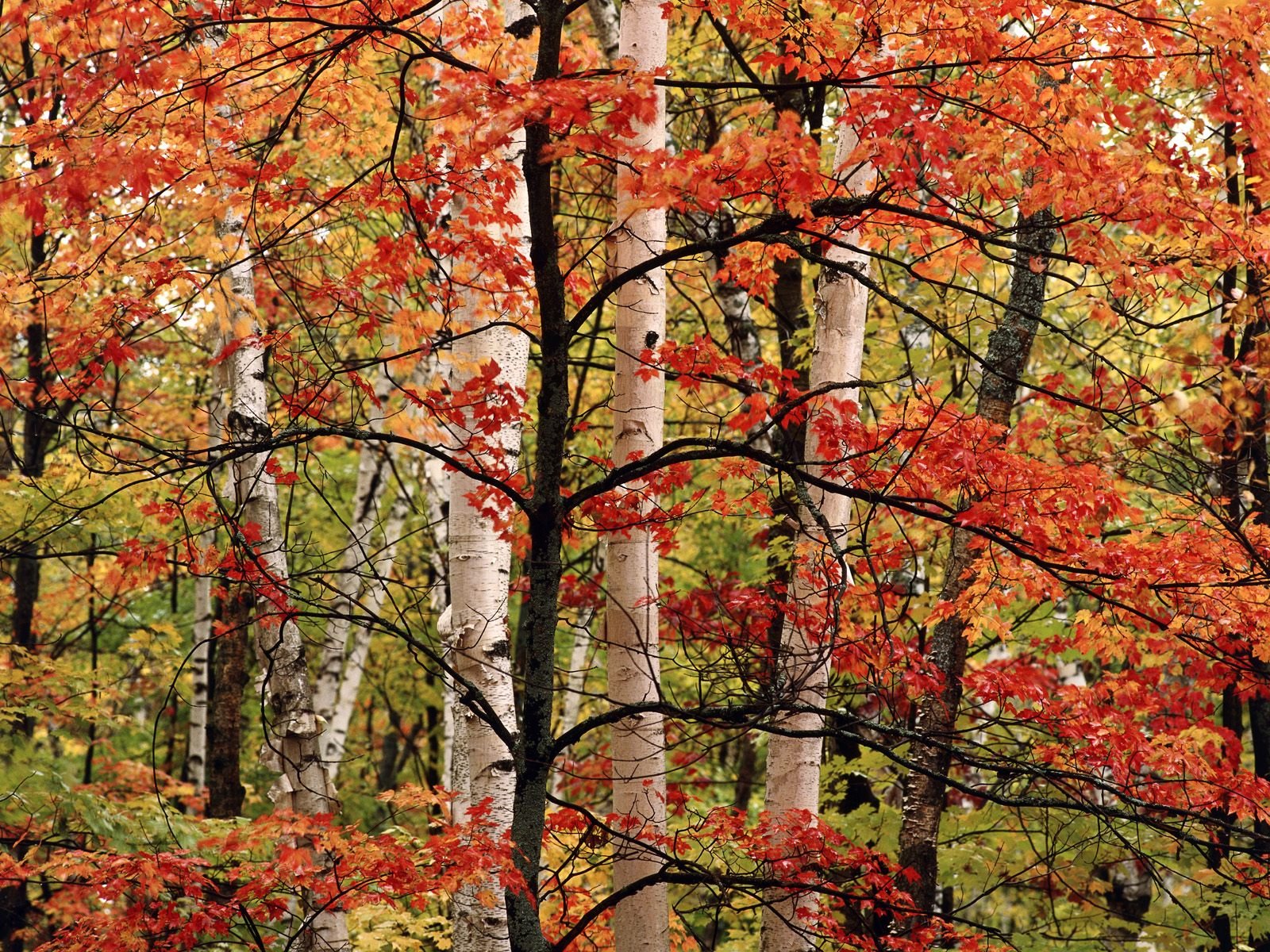 otoño árbol