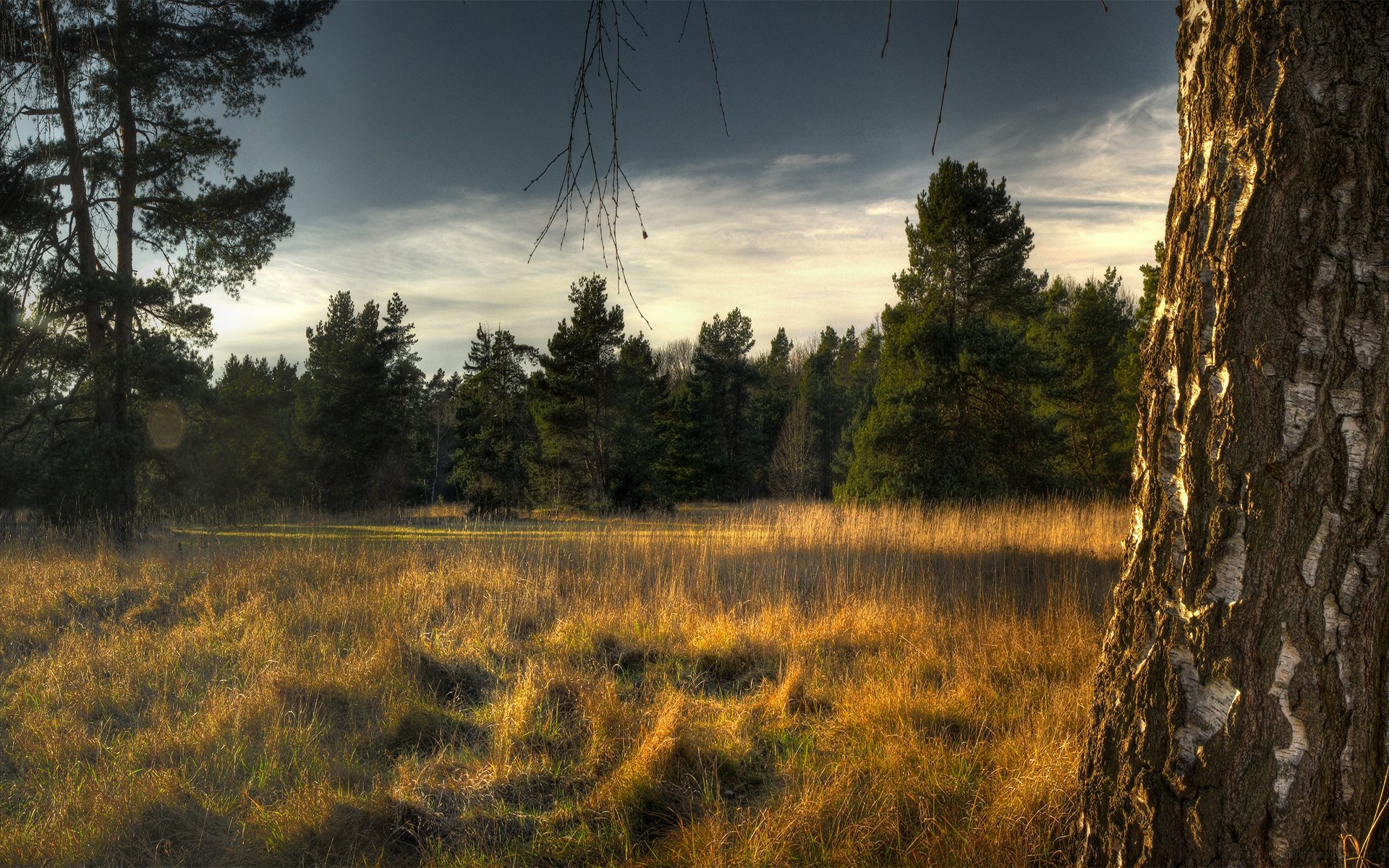 wald bäume trocken gras fichte birke himmel