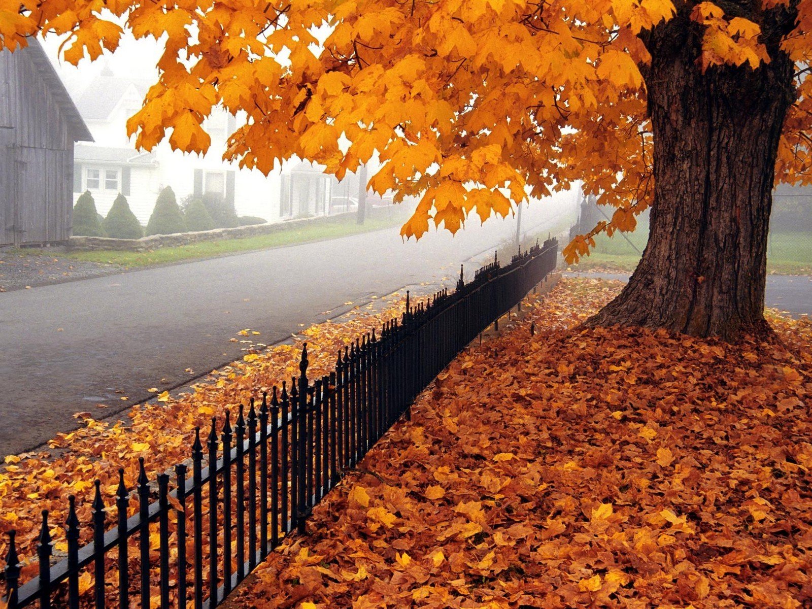 autumn tree maple leaves road