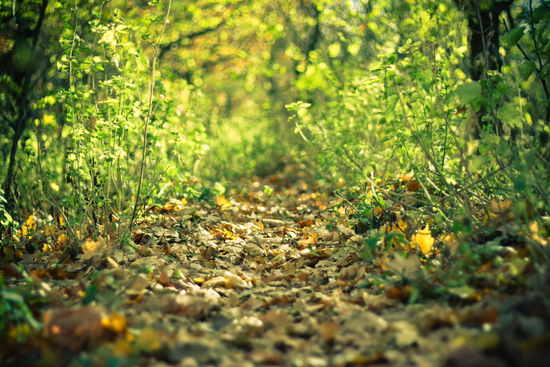 trail wald herbst blätter