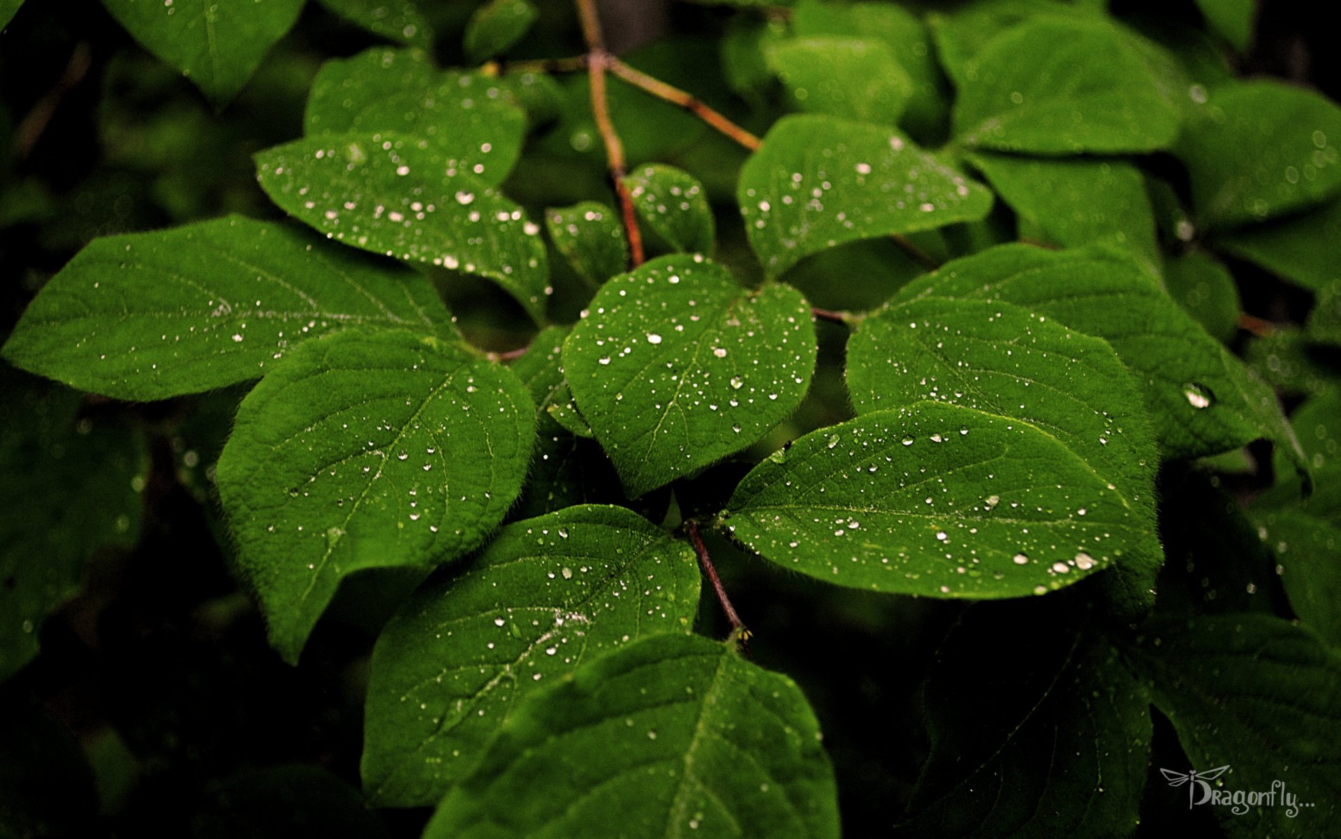 naturaleza vegetación plantas rocío