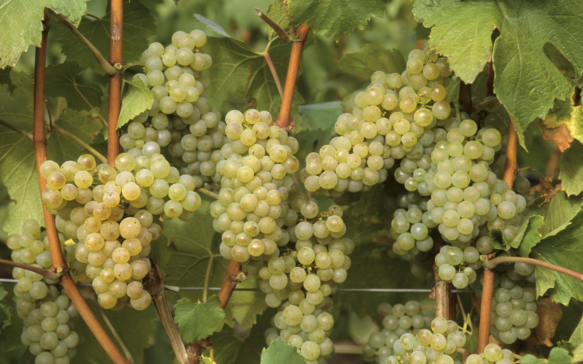 grapes clusters green