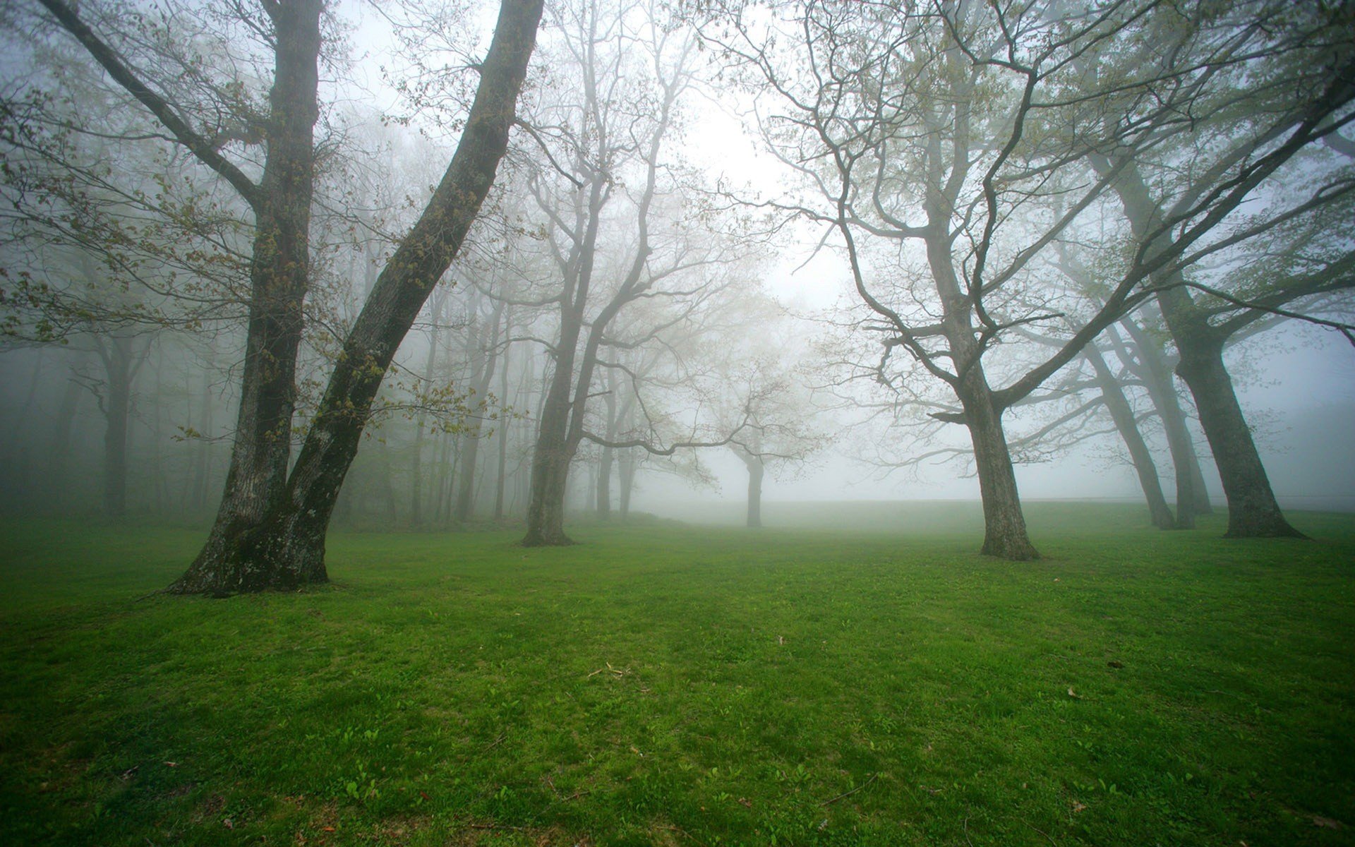 nebel wald bäume