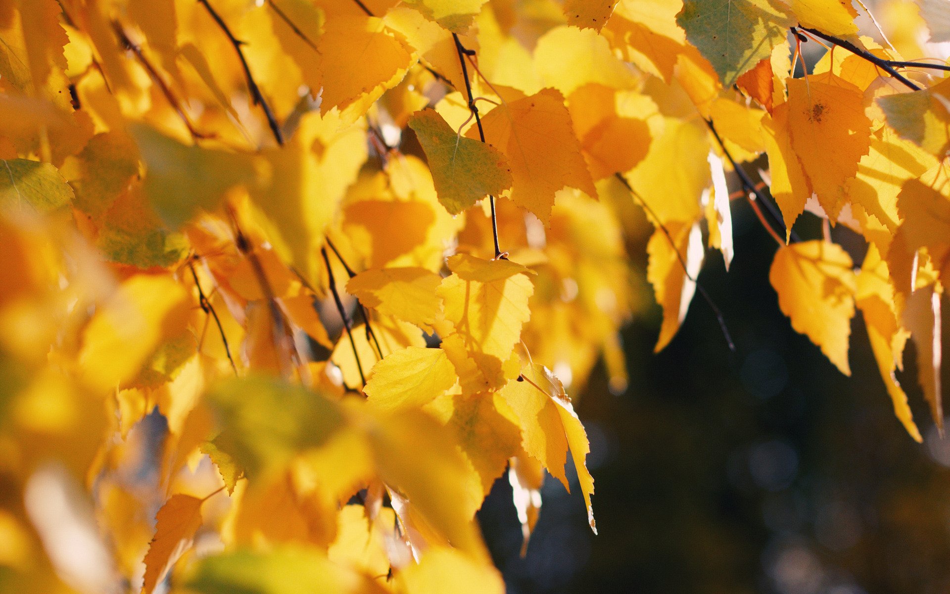 nature autumn tree leaves tree