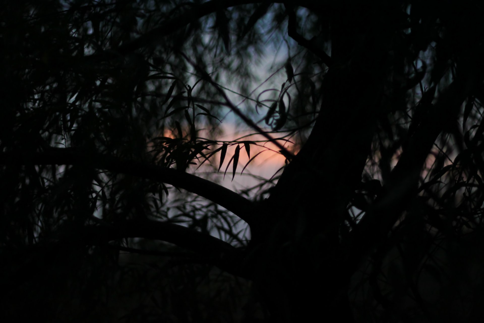 árbol hojas puesta de sol