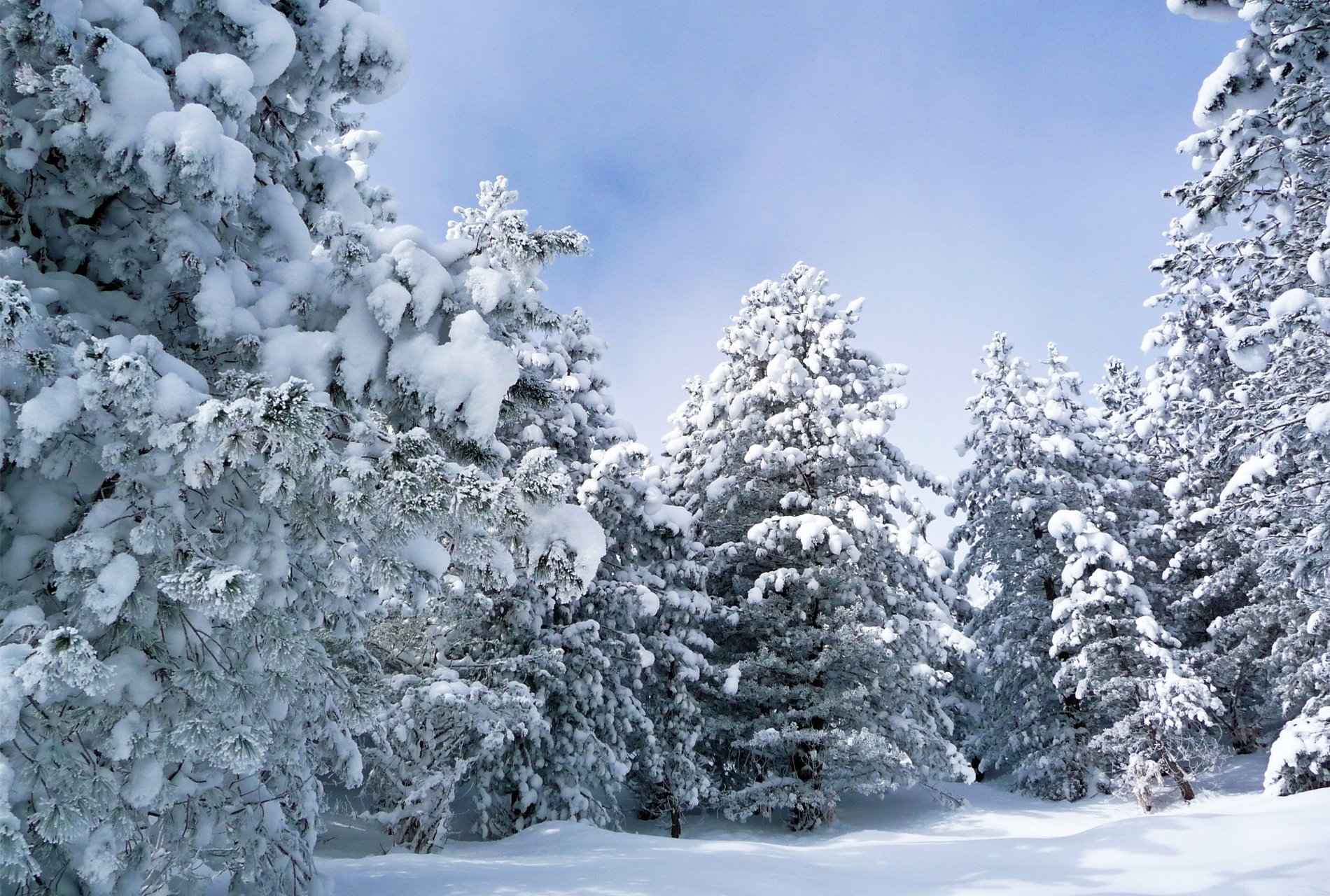 winter forest snow shaft