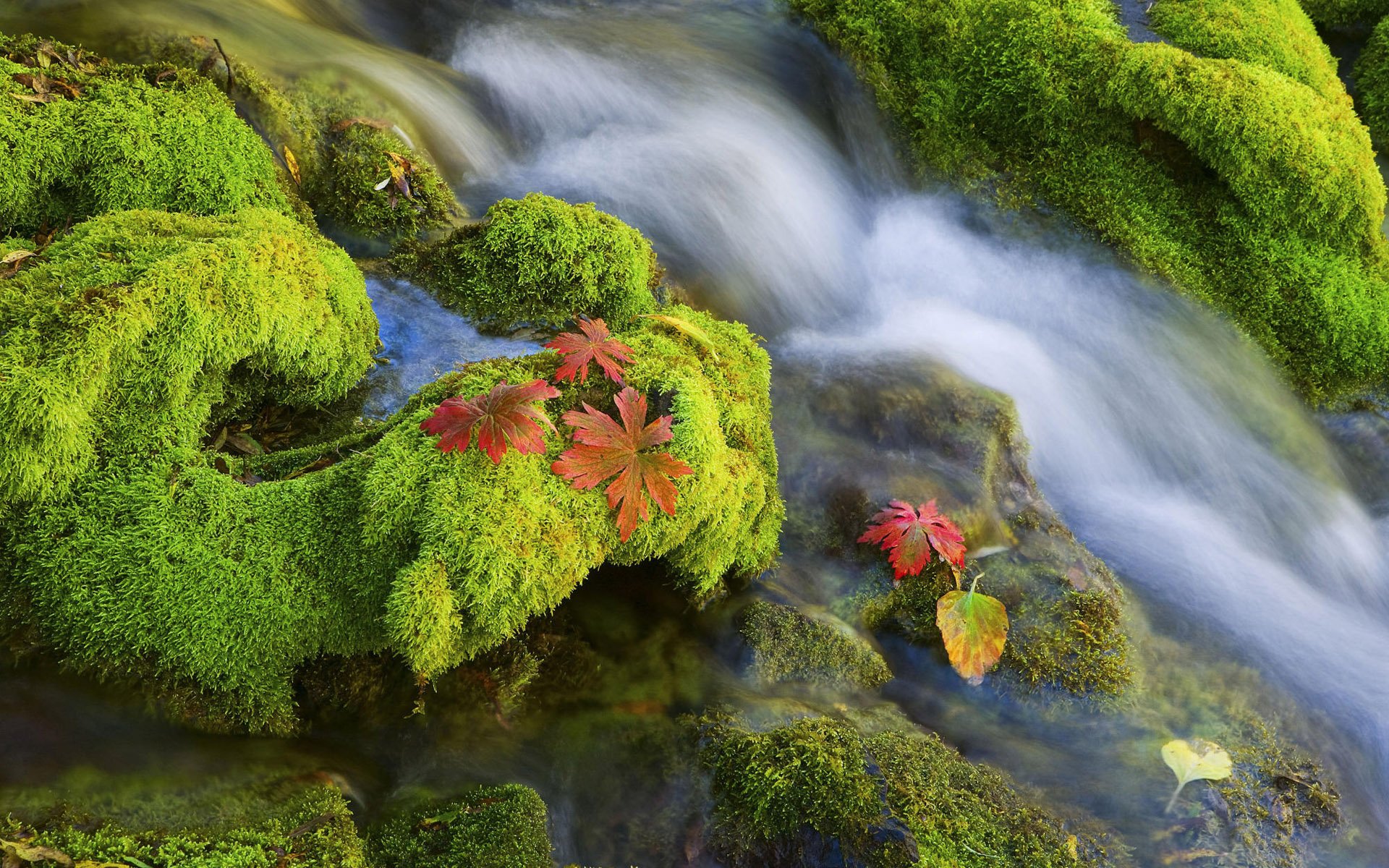 water moss stone