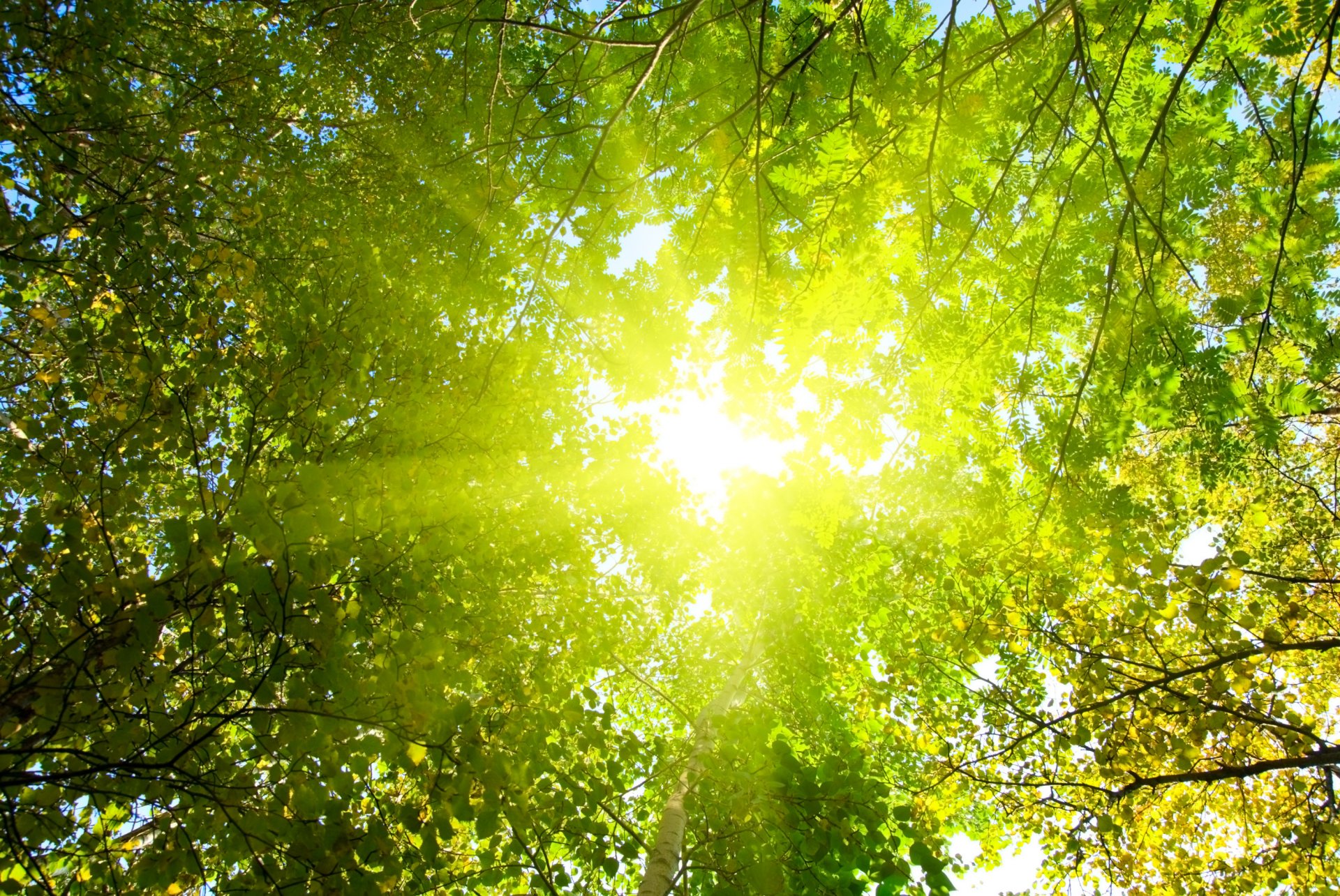 nature arbres forêt soleil rayons lumière matin parc