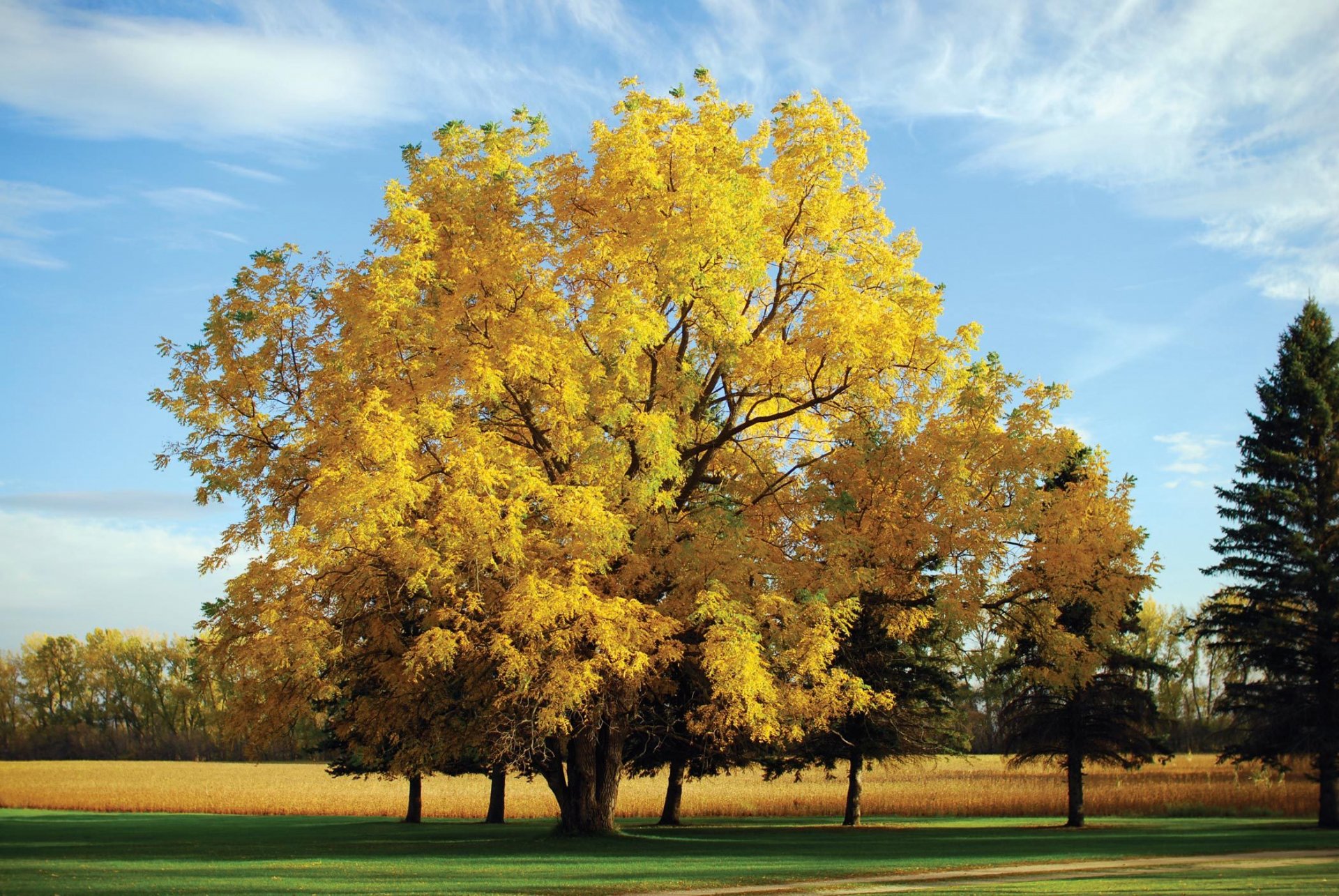 baum natur herbst