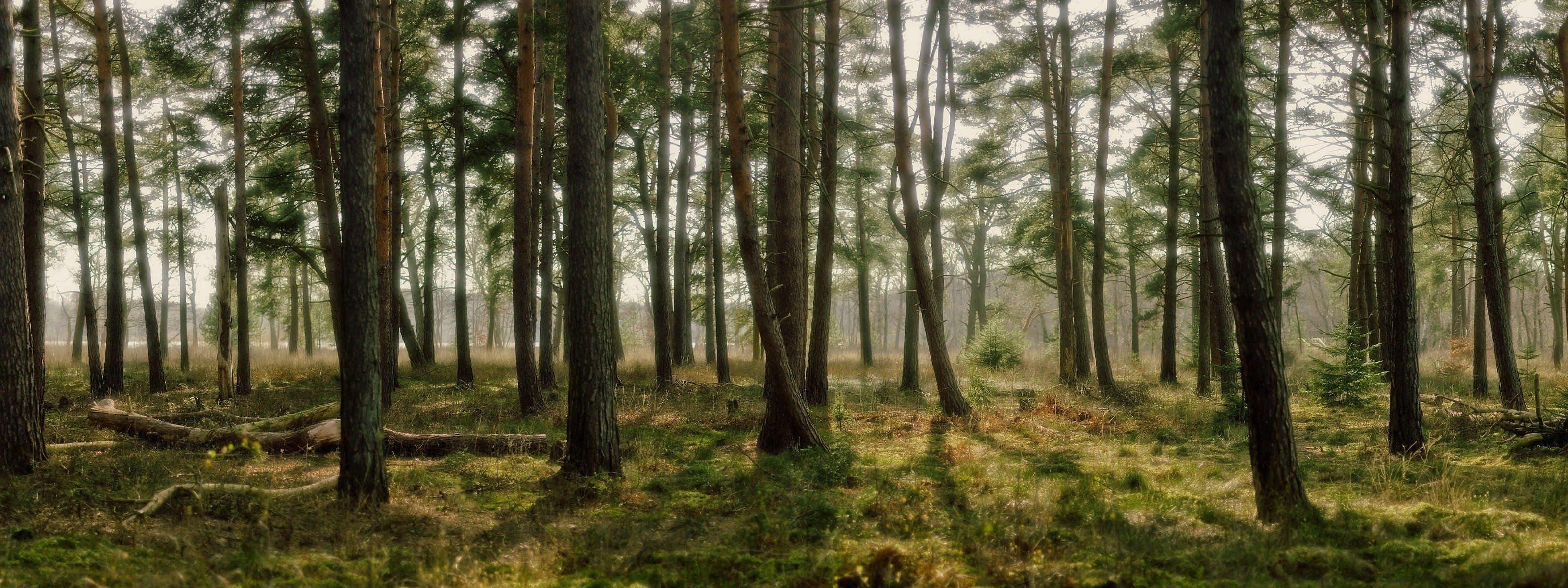 forest nature tree grass light