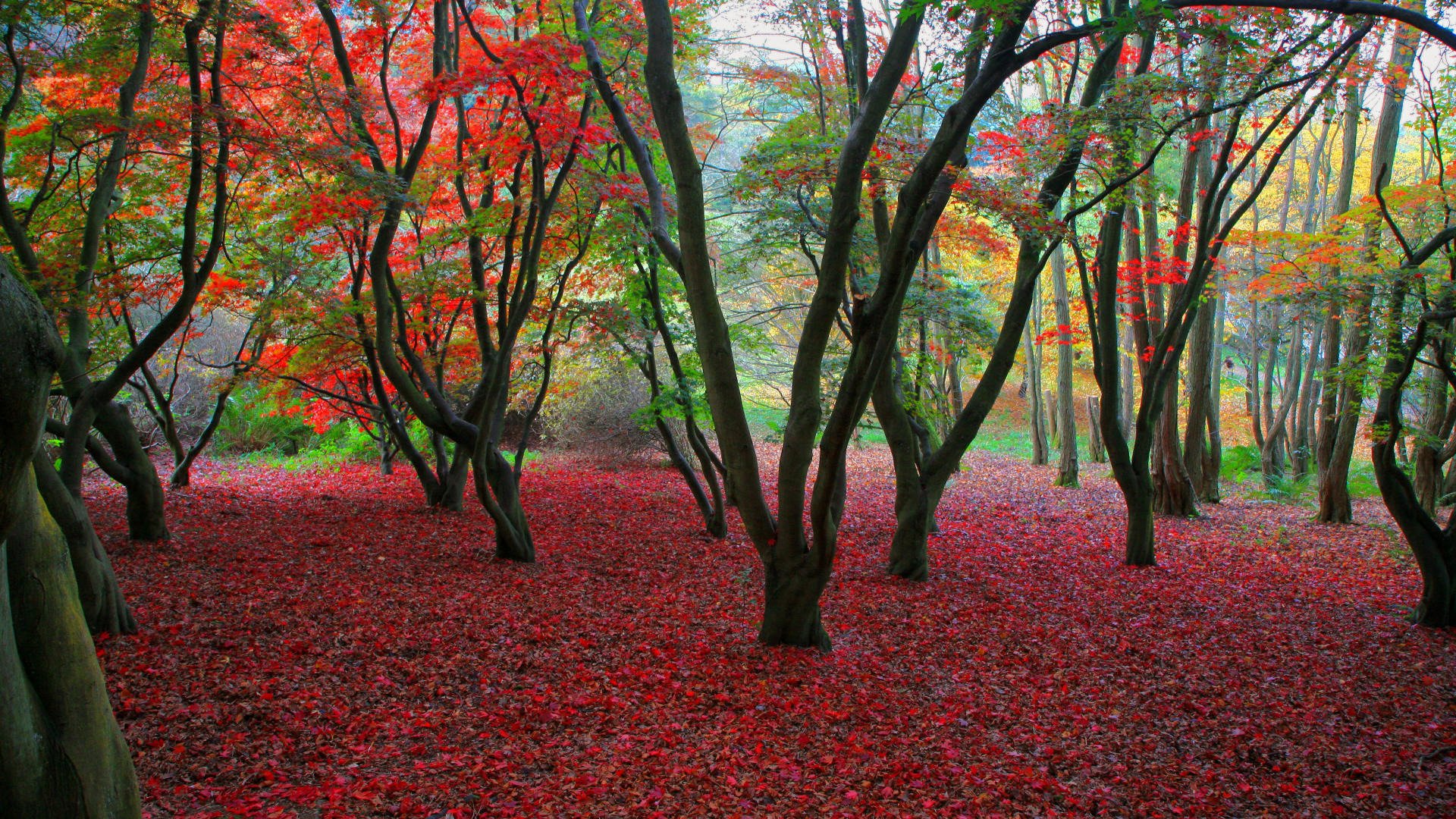 autunno fogliame alberi