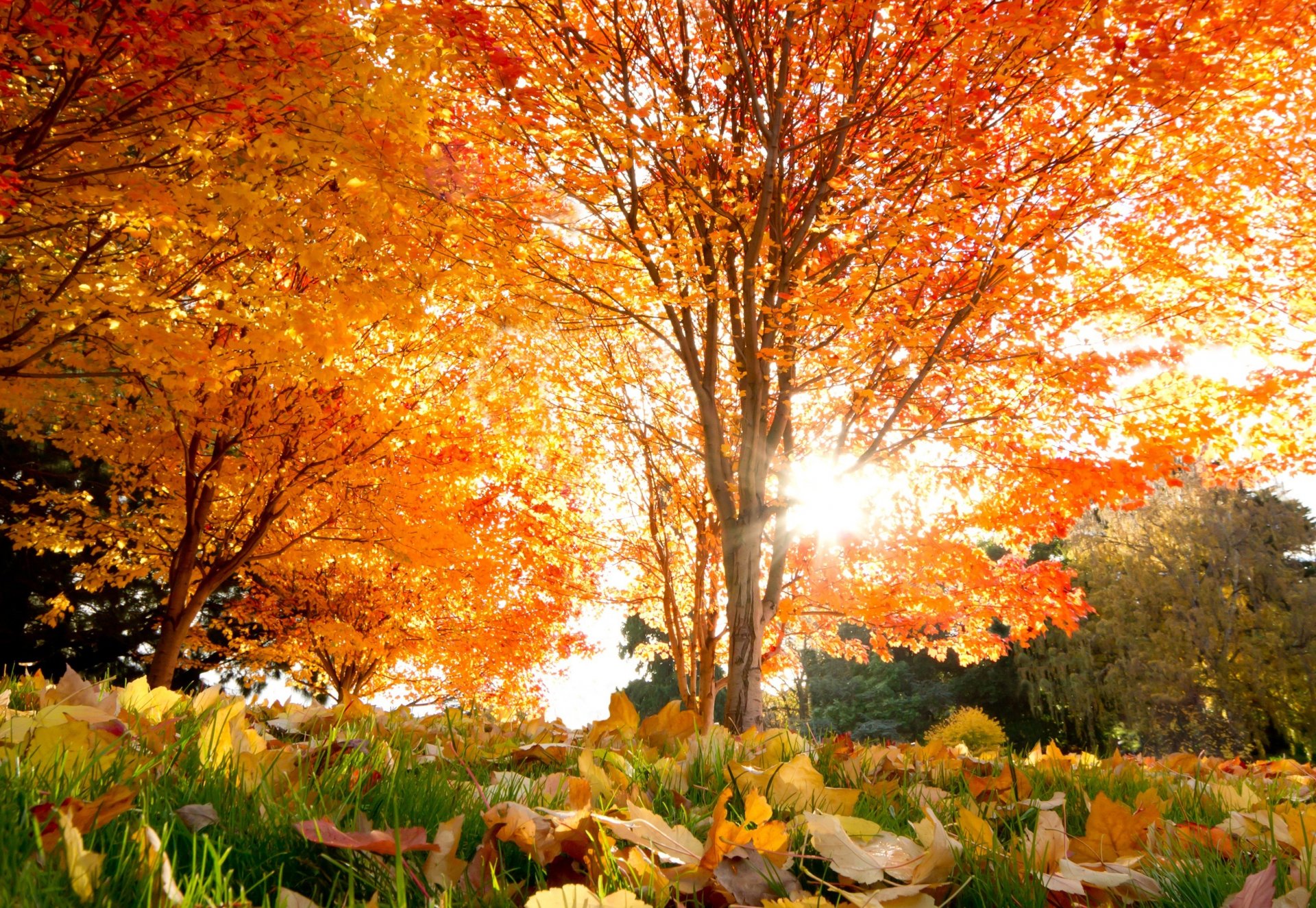 herbst schön bäume ahorn blätter