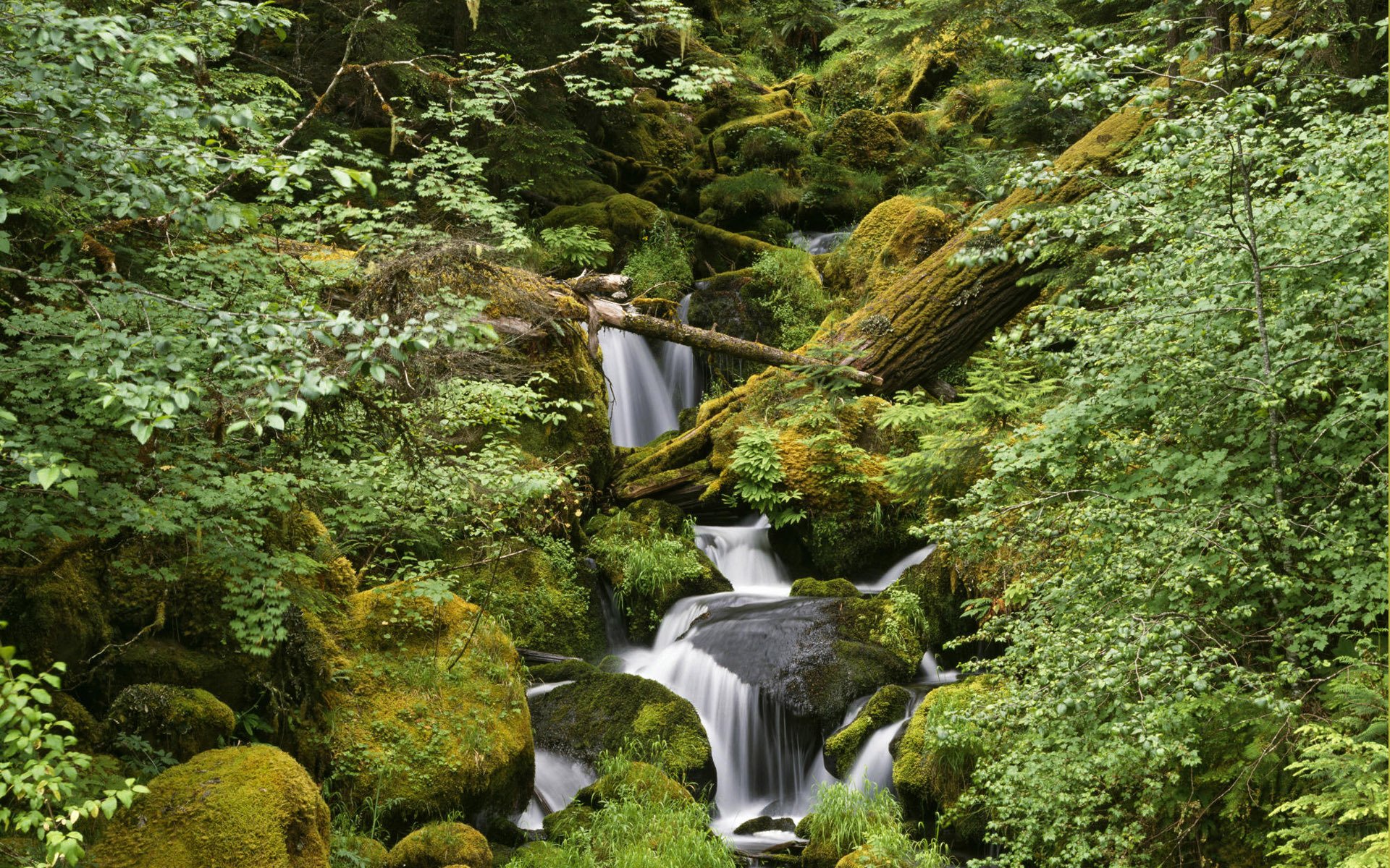 forêt pierres ruisseau