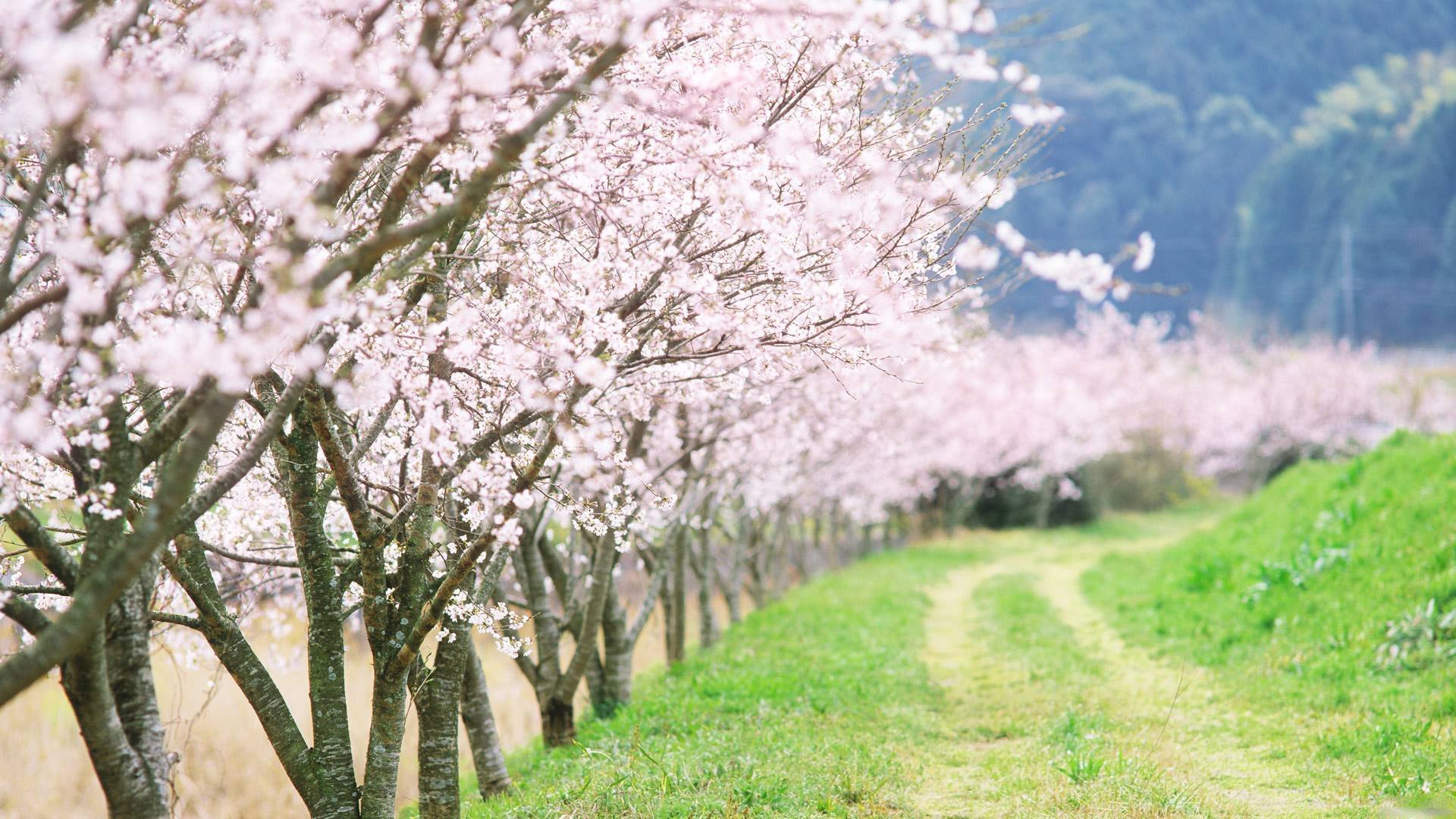 natura paesaggio strada alberi primavera