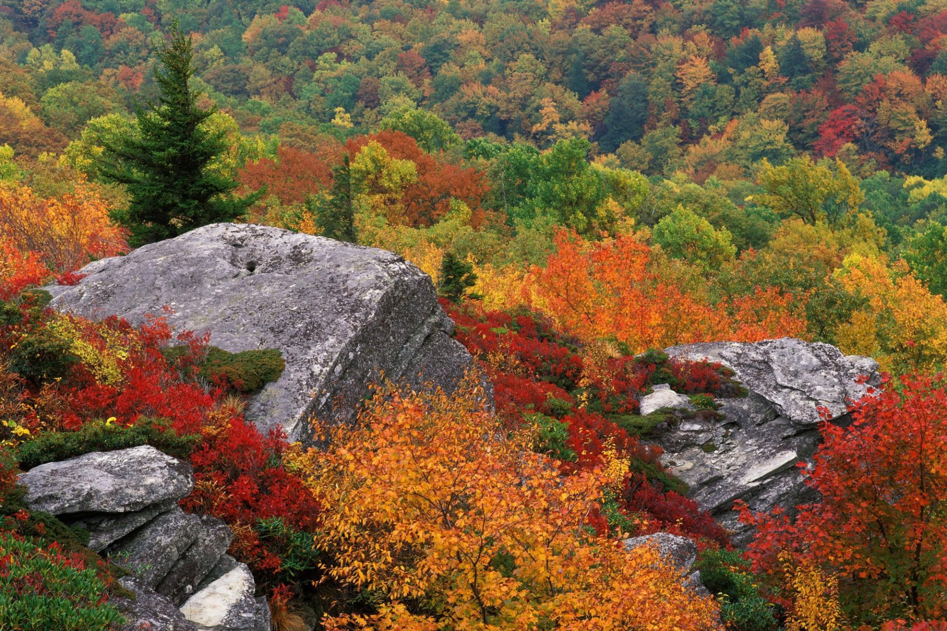 tree autumn stone sky nature