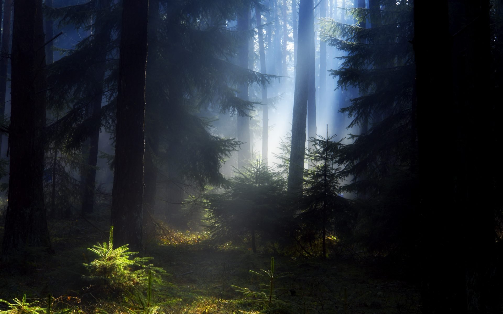 forêt été arbres de noël pins brume matin soir beauté