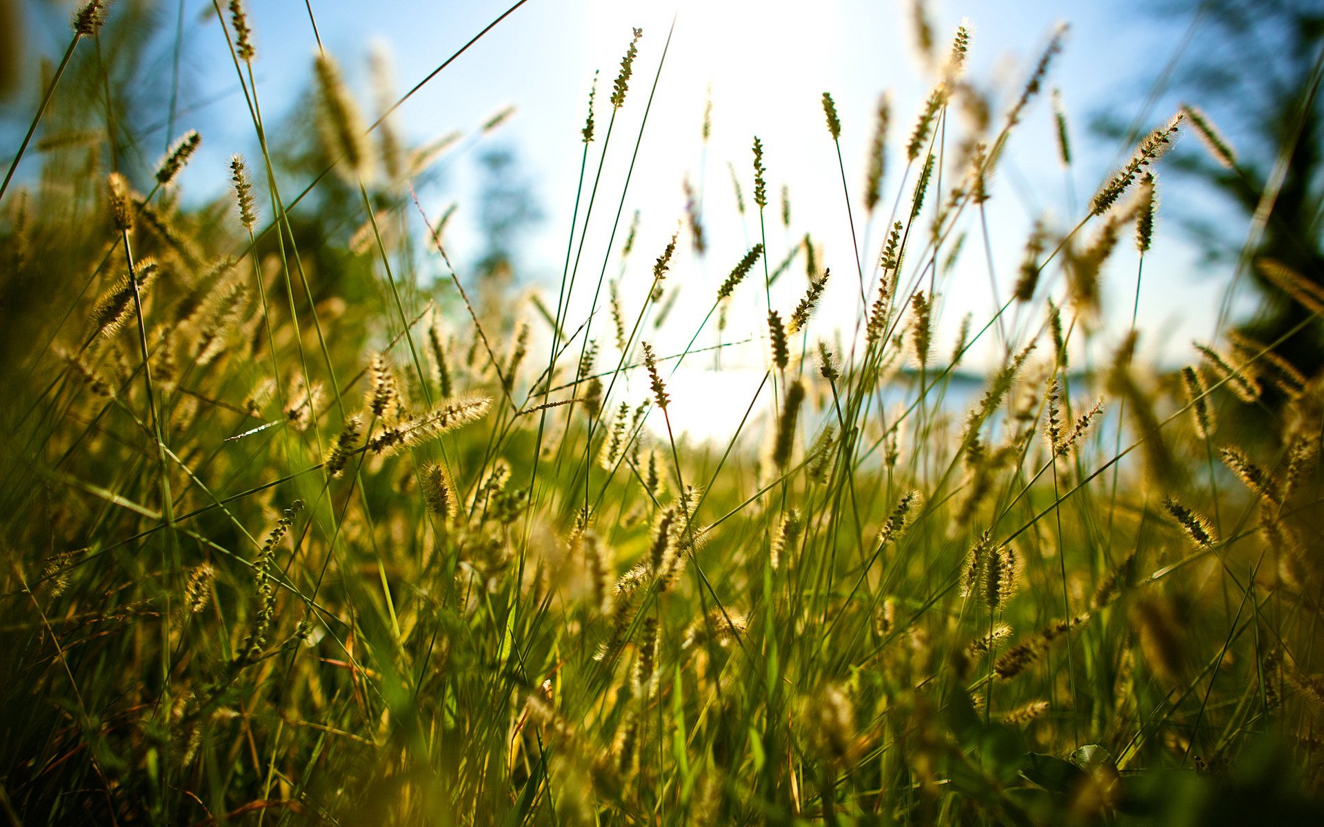 through the grass grass summer