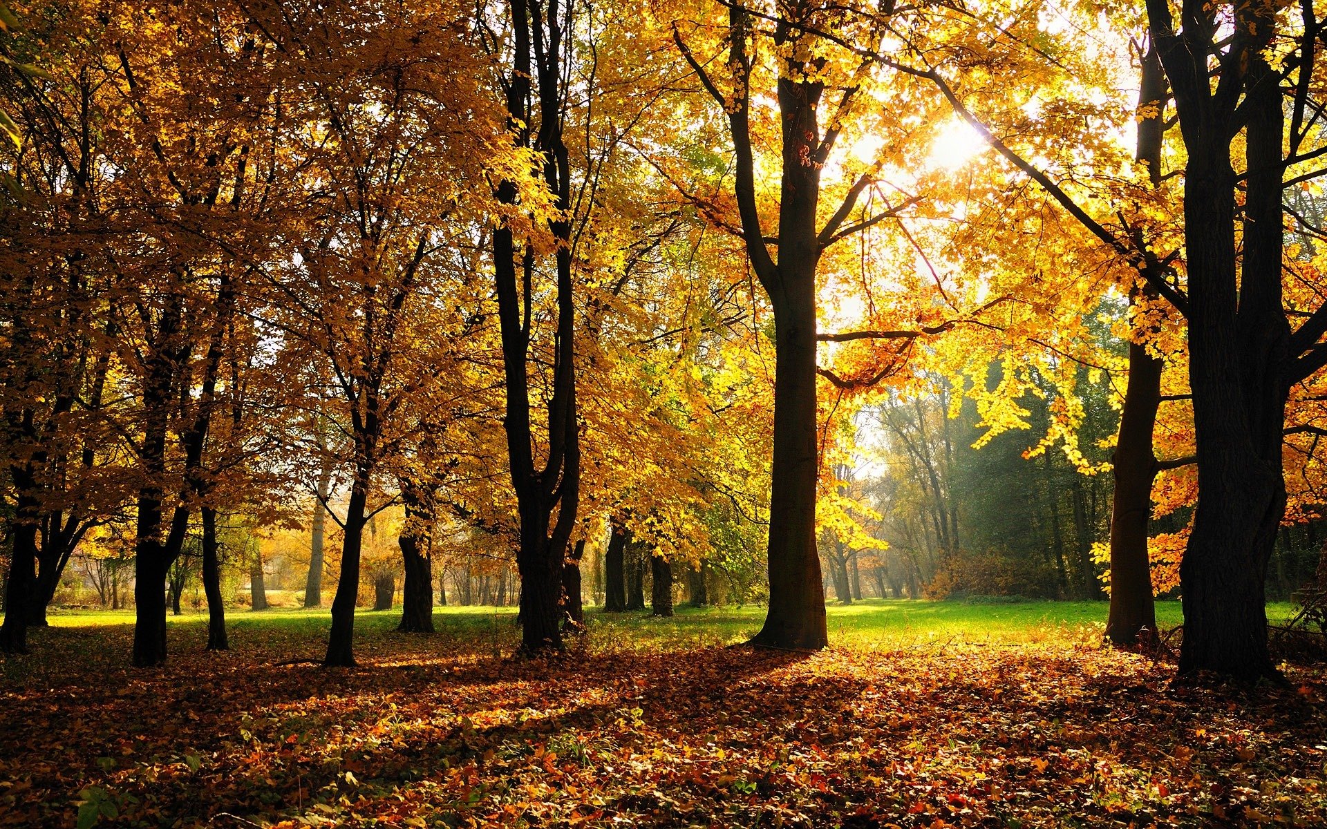 wald park bäume herbst laub gras