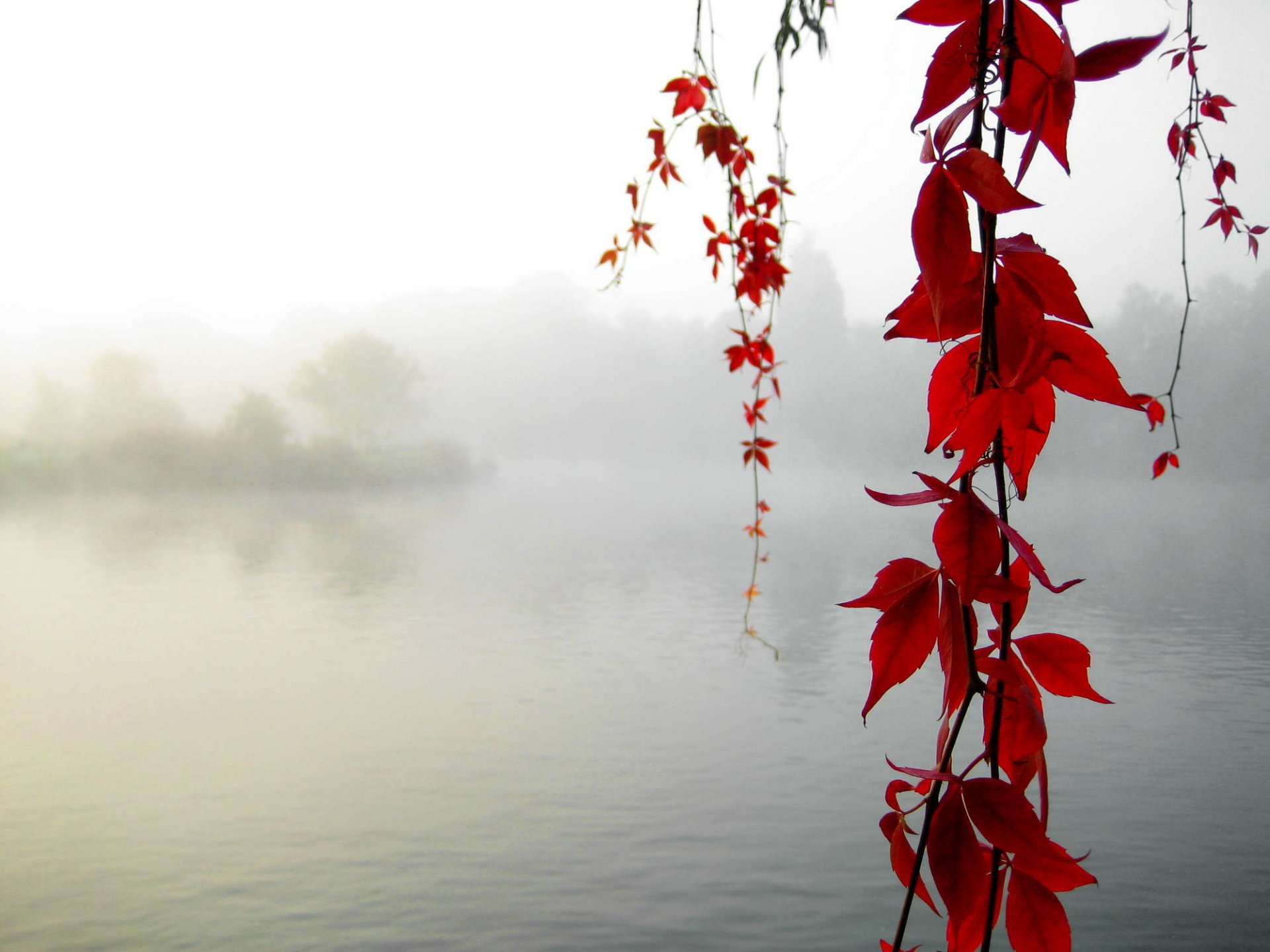 ruhe ahorn herbst