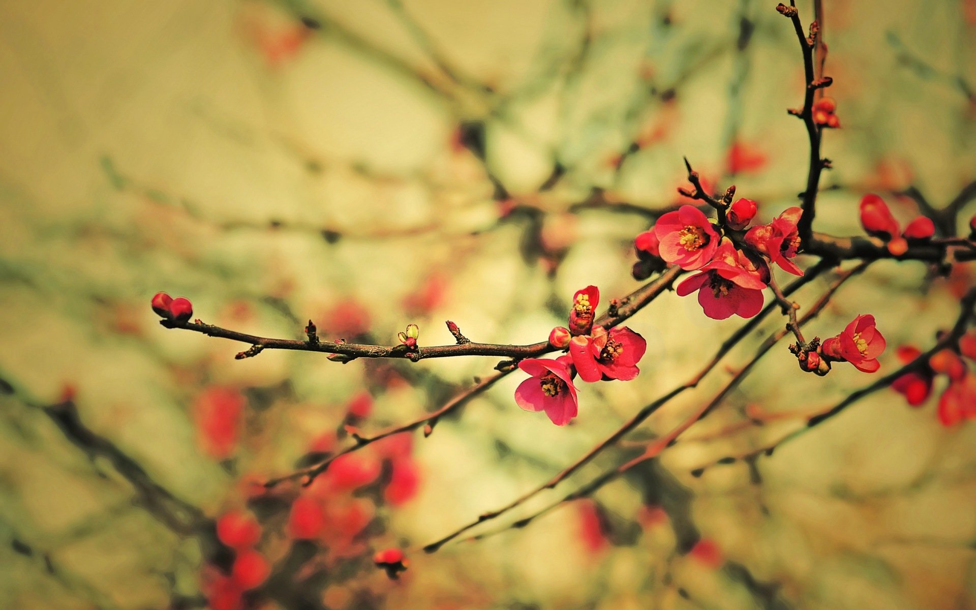 frühling zweige knospen blumen