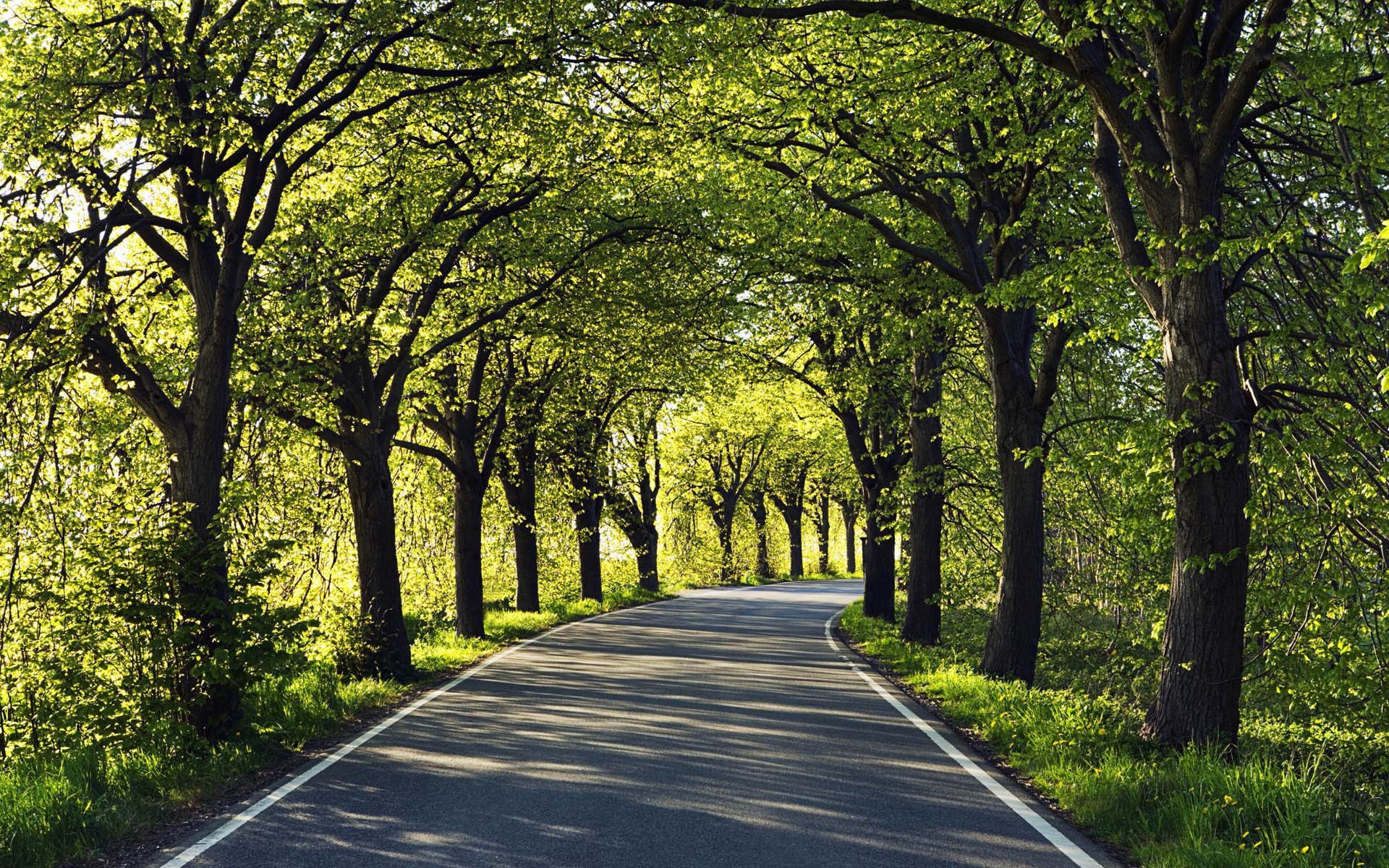 strada alberi asfalto