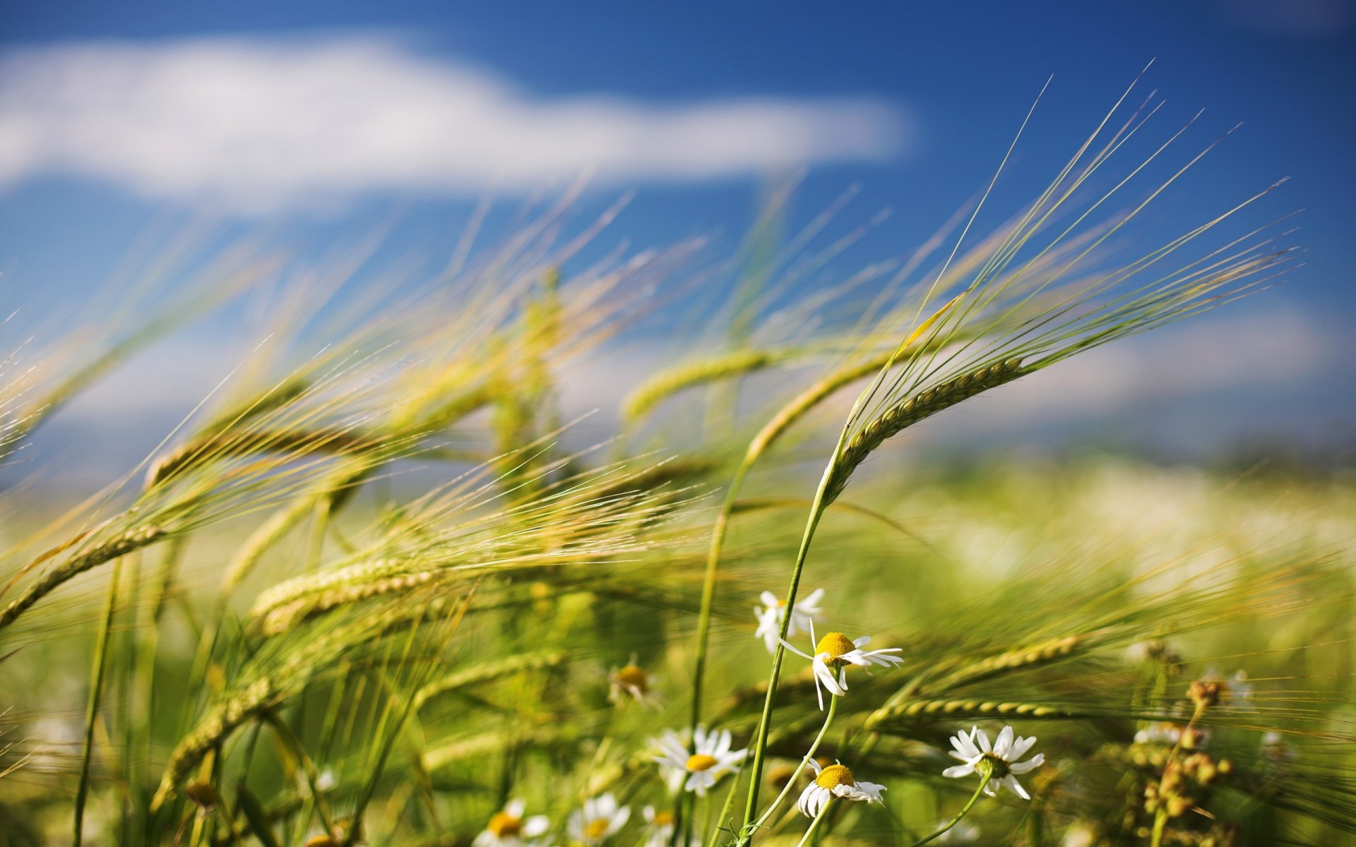 verano campo espiguillas margaritas viento