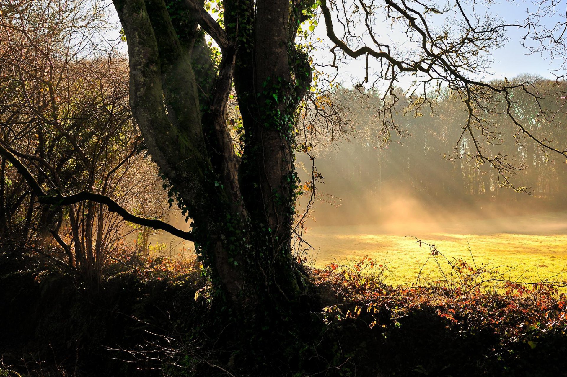 natur landschaft baum gras sonnenstrahlen licht