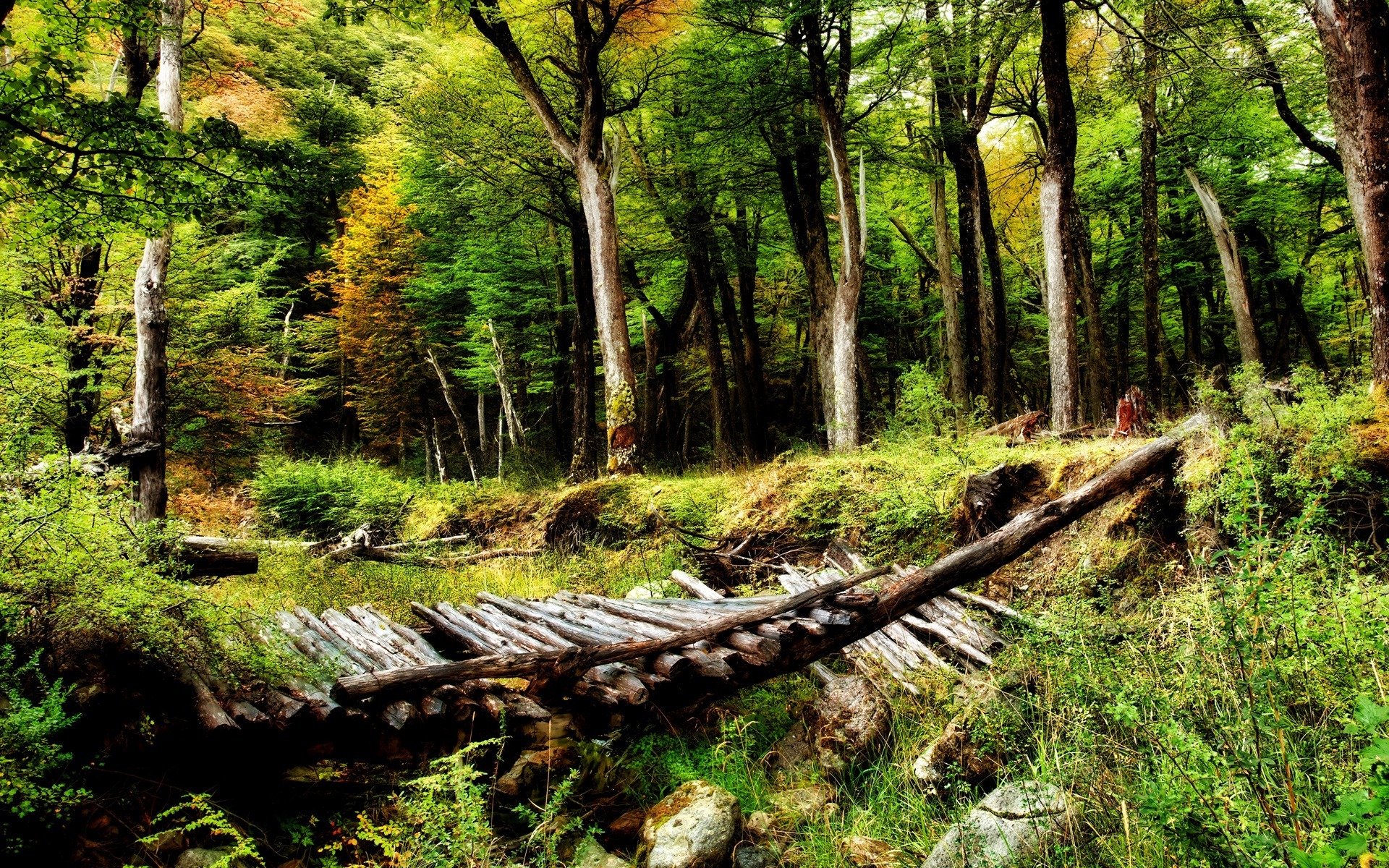 wald bäume brücke natur wildnis schönheit