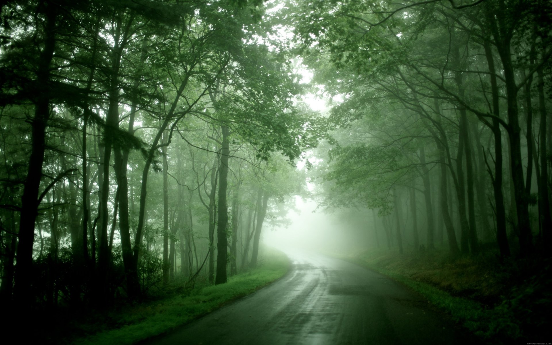 strada foresta nebbia