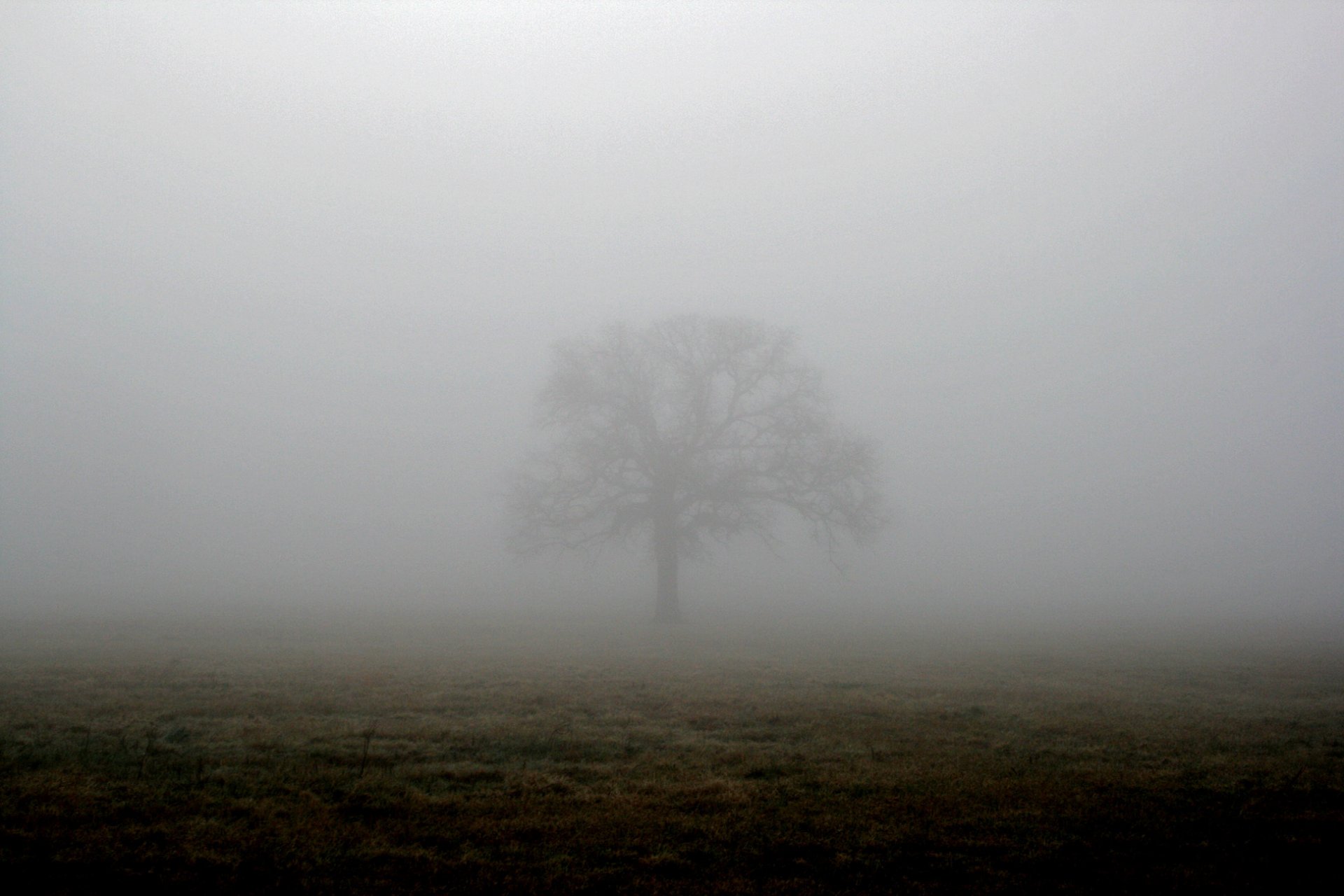 feld baum nebel