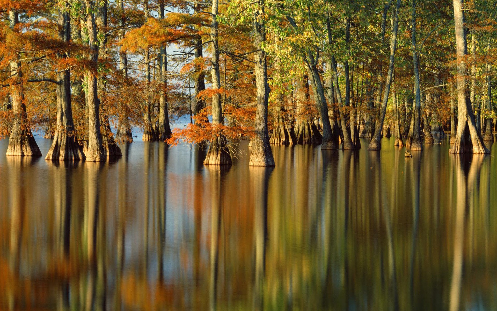 herbst natur bäume wasser fluss foto