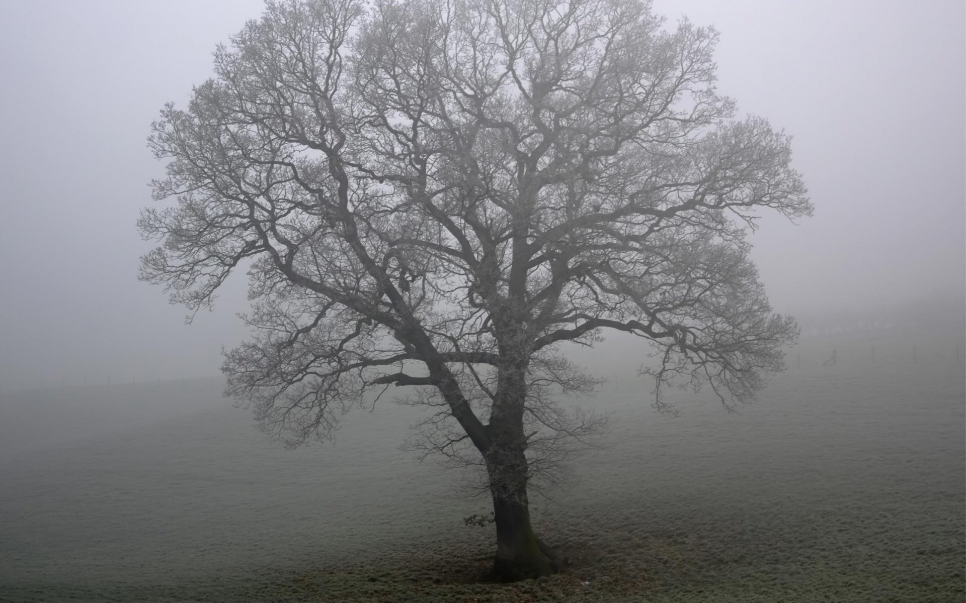 tree the field fog