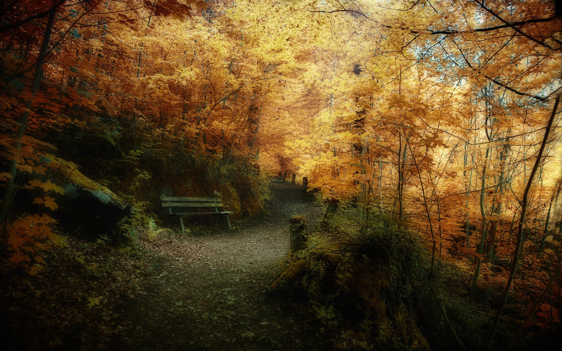 natura jesień park lasy drzewa liście zdjęcia